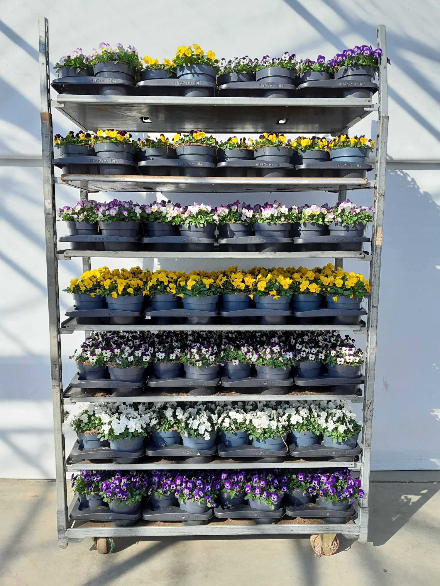 mixkar viool p17, D 17