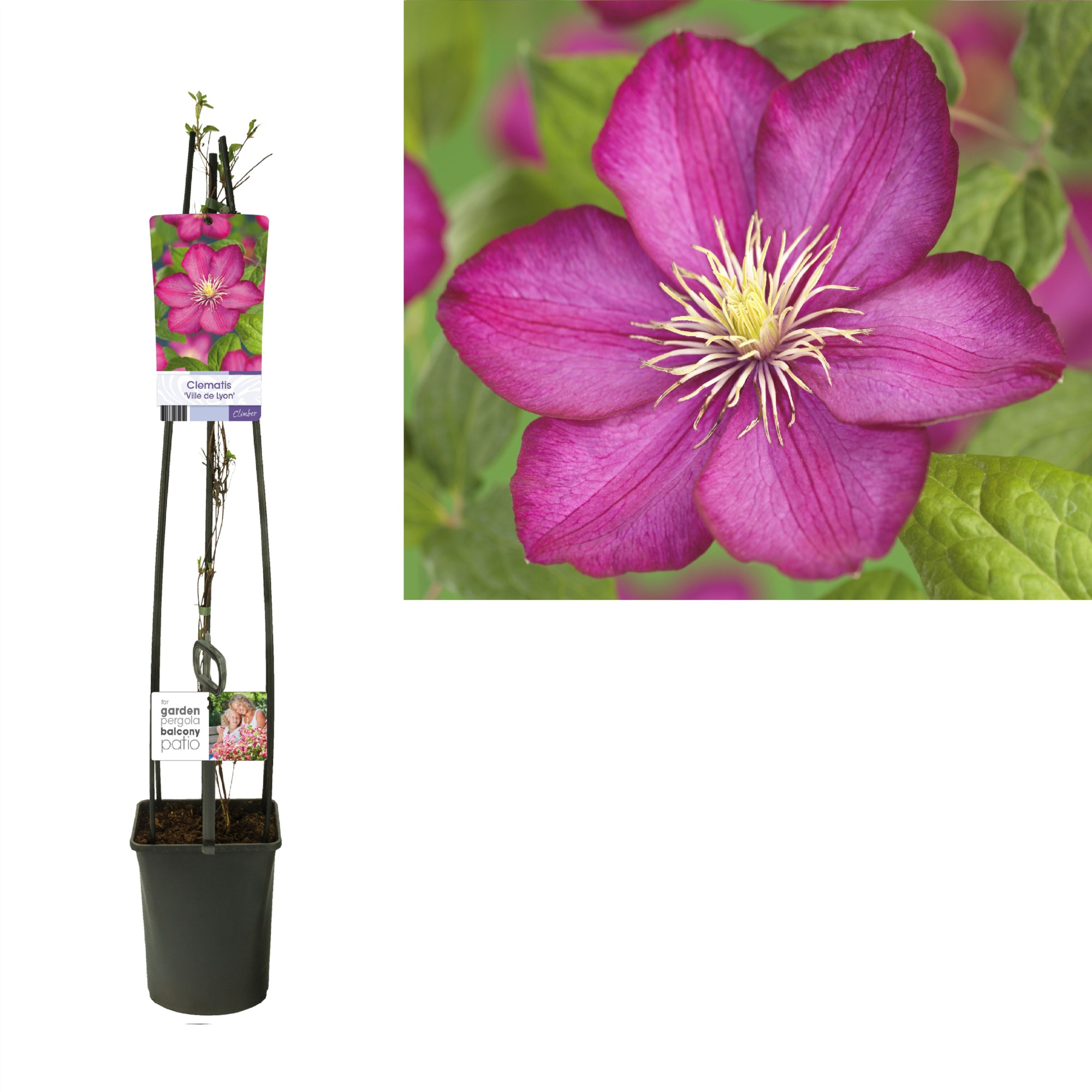 Clematis 'Ville de Lyon' +light label, D 23