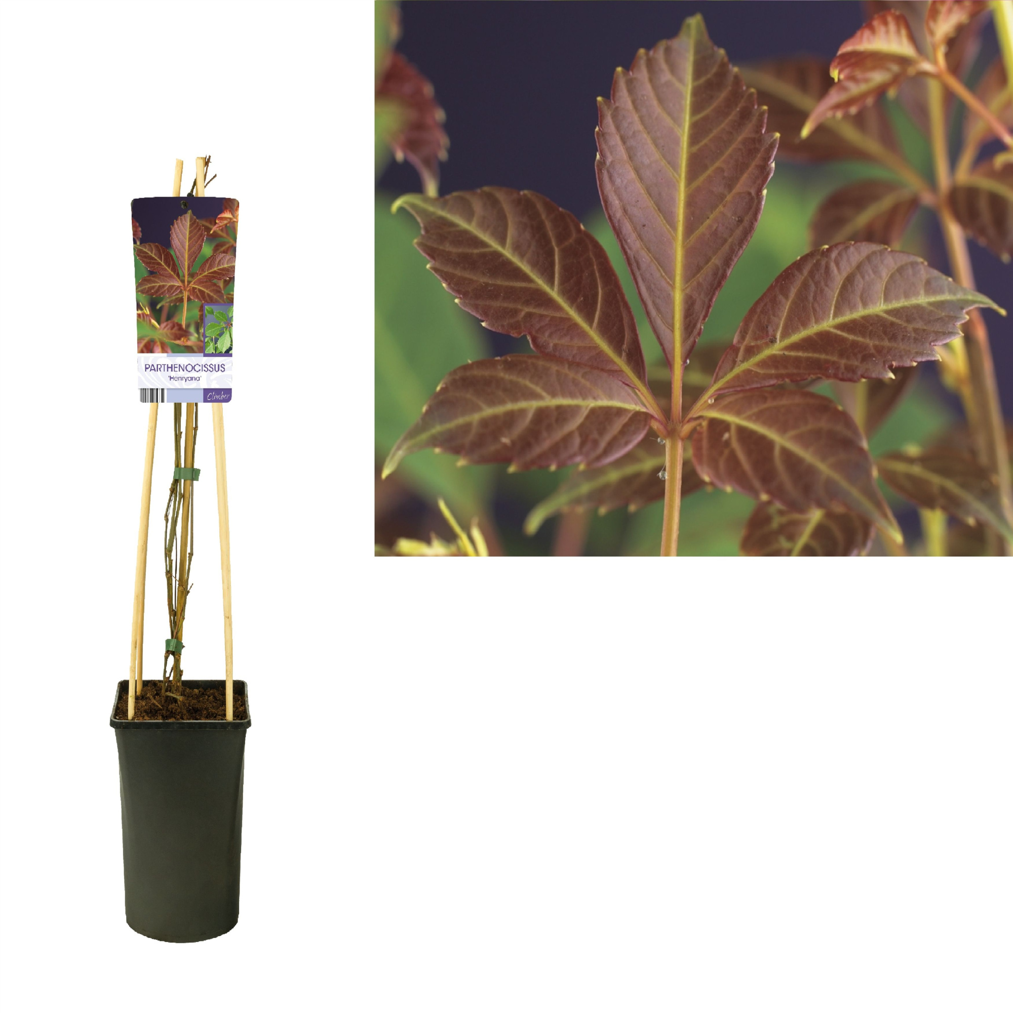 Parthenocissus 'Henryana' +light label, D 17