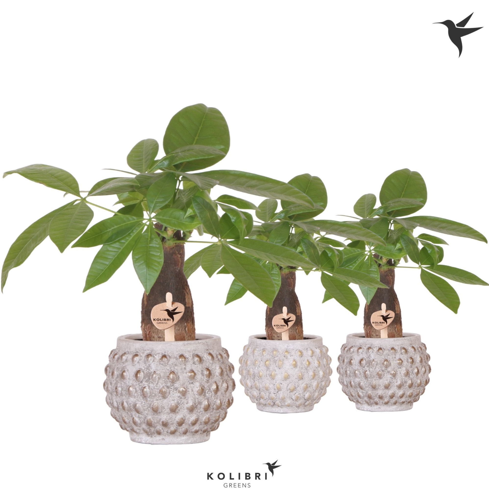 Kolibri Greens Pachira in Marrakesh pot gold copper mix, D 9