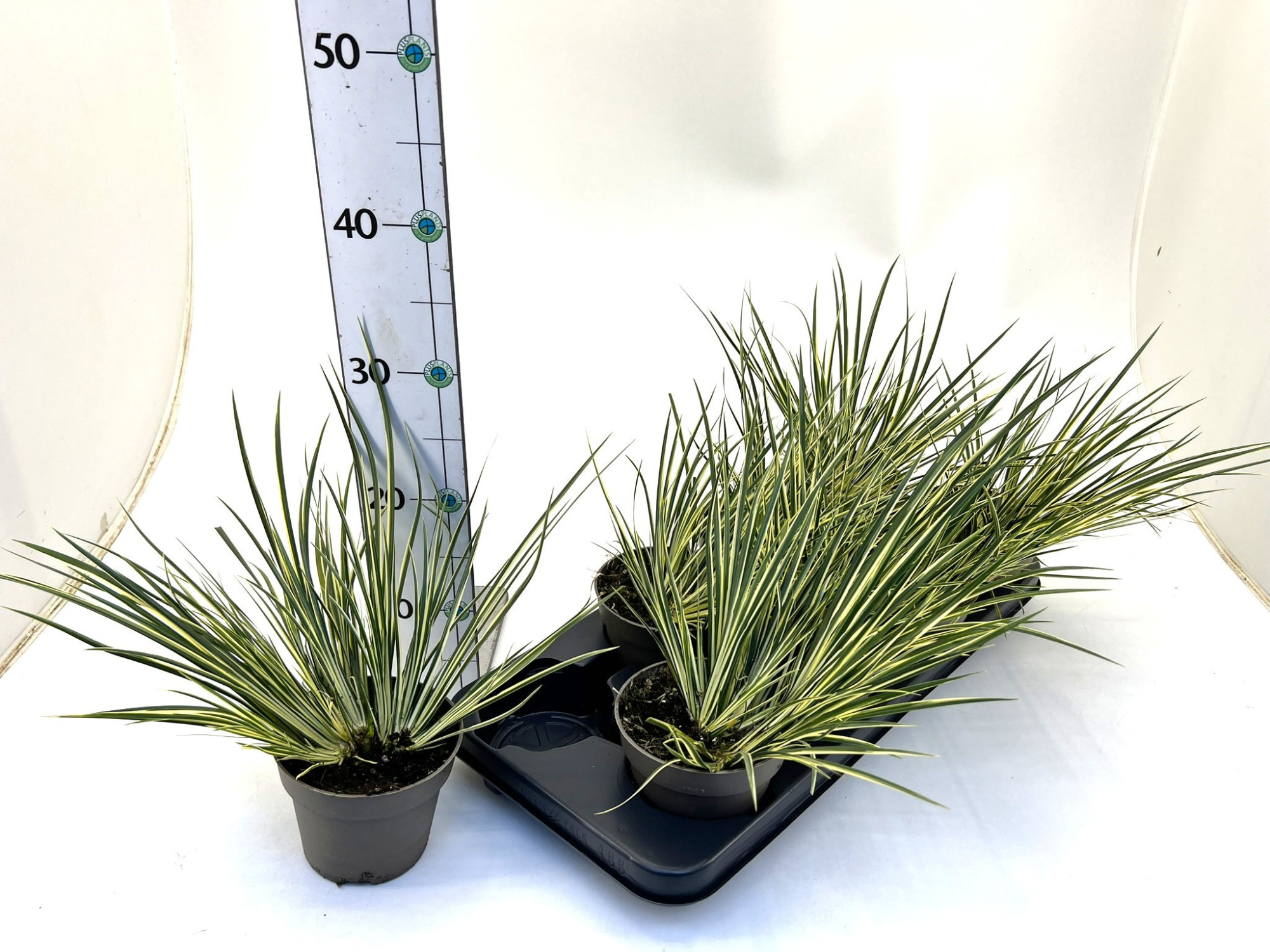 Acorus gramineus 'Aureovariegatus', D 12