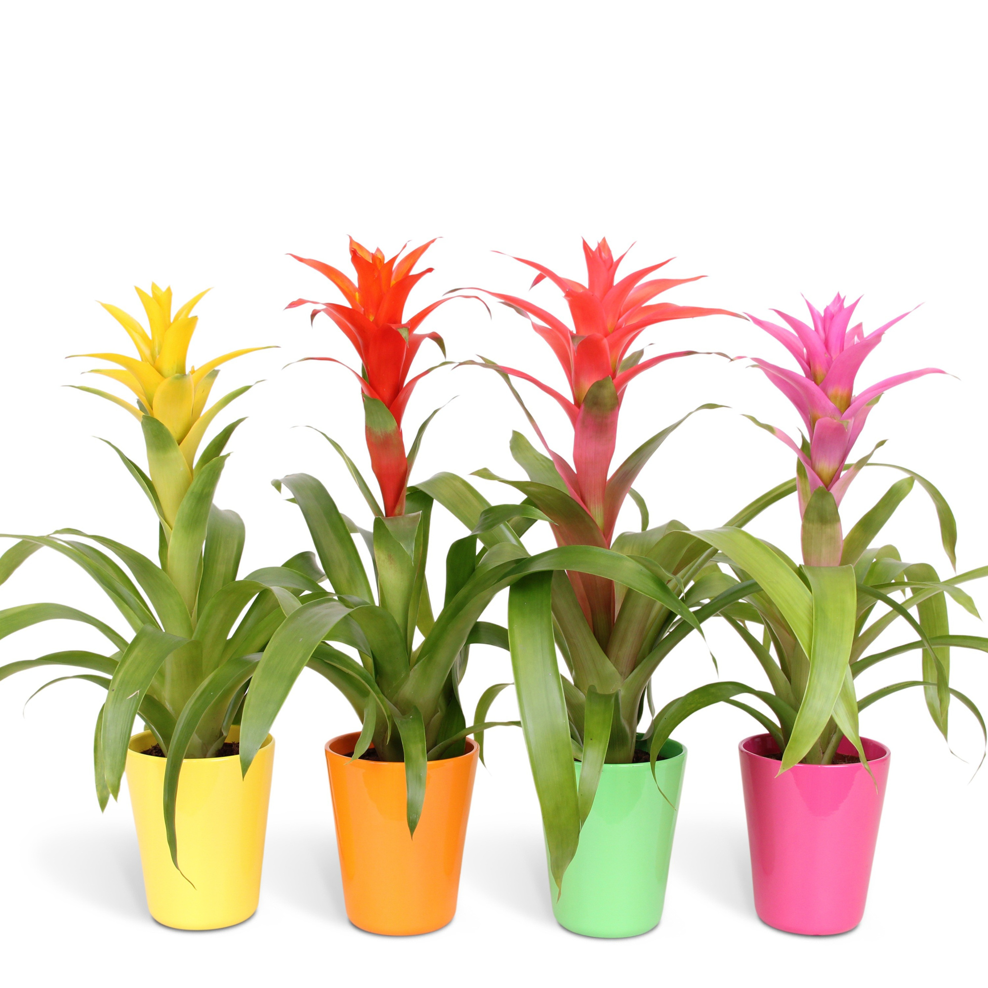 Guzmania Mix - 12cm in Florence, D 12