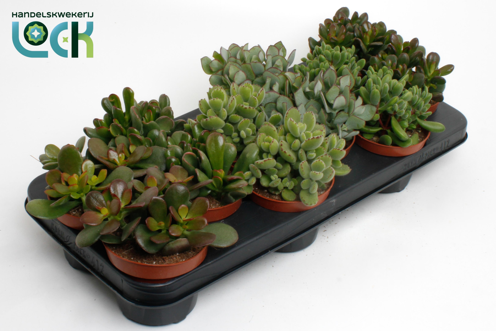 Crassula Mix, D 10,5