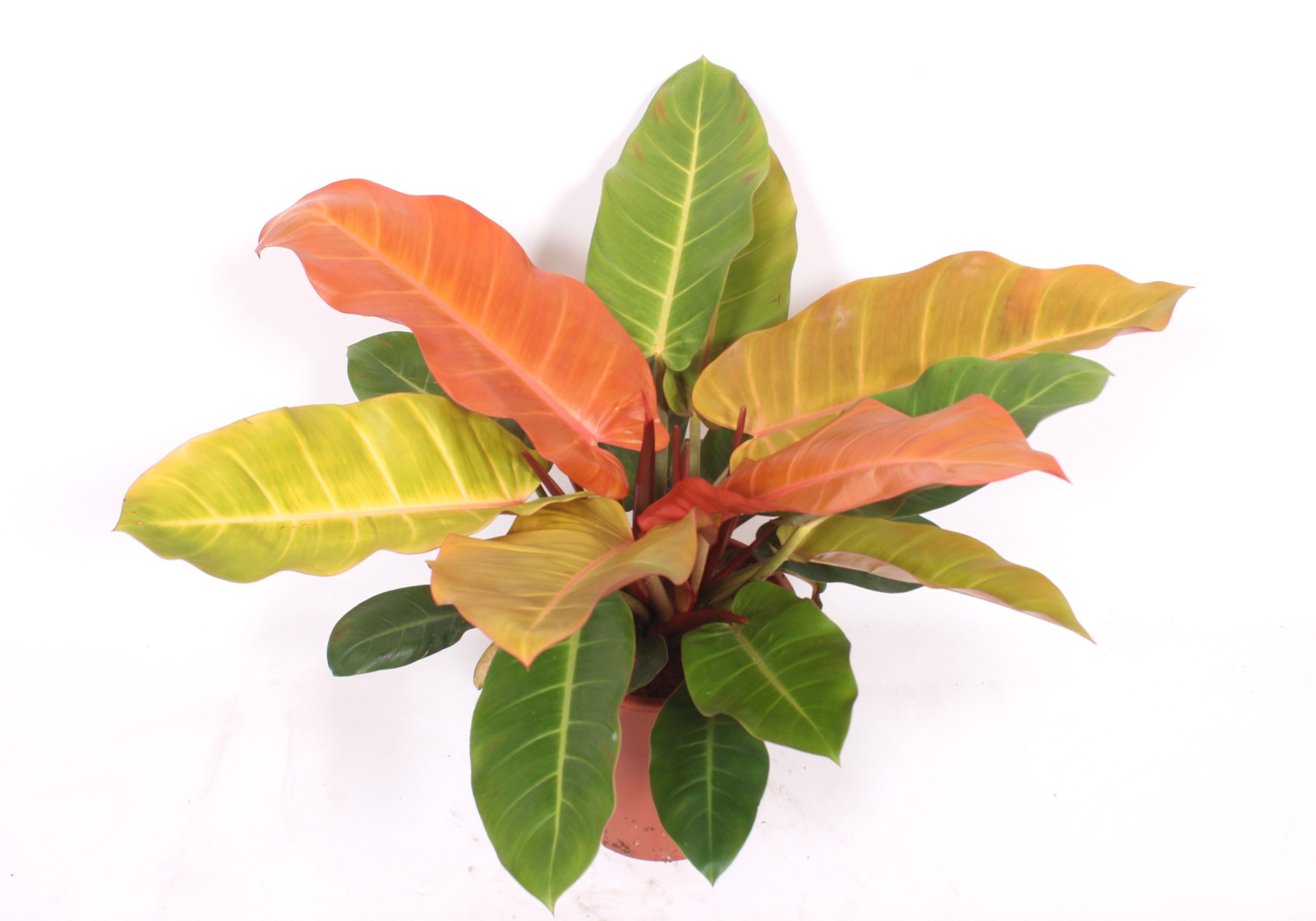 Philodendron Prince of Orange, D 27