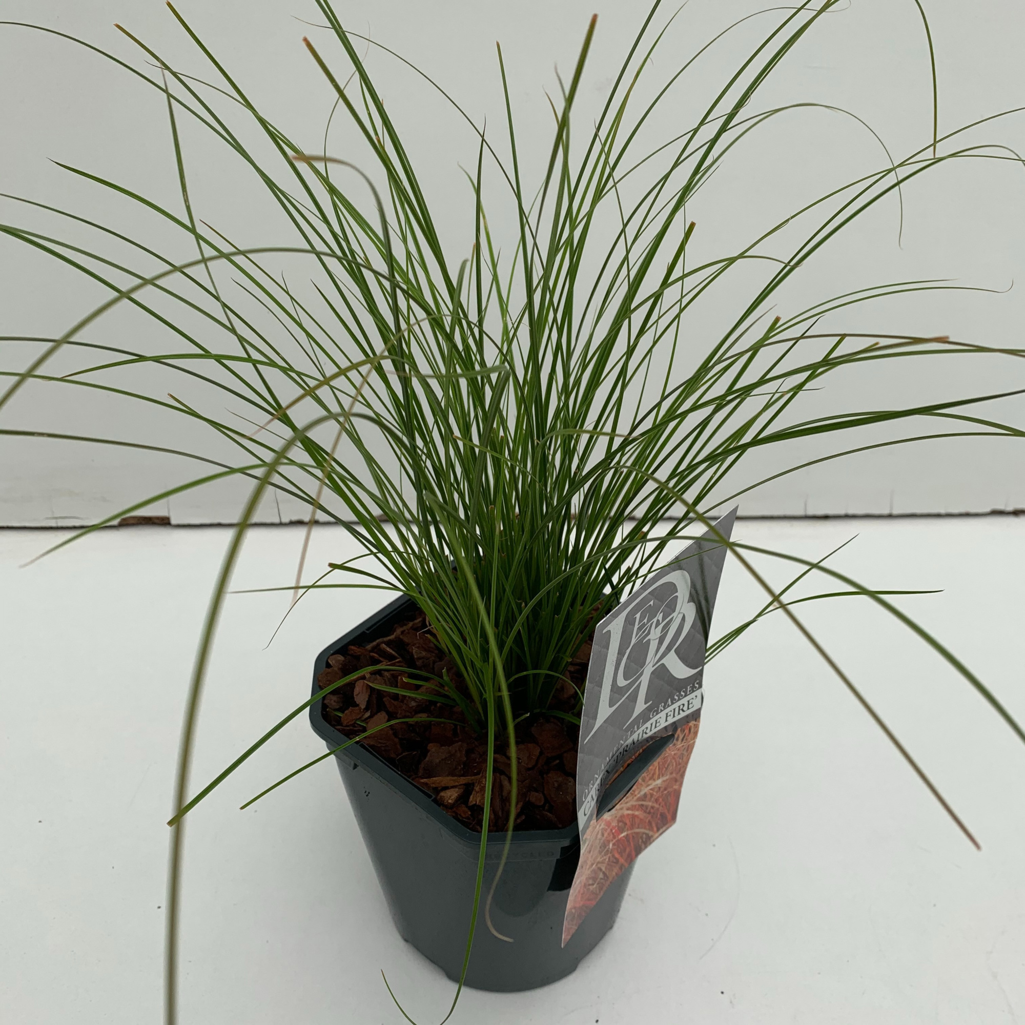 Carex 'Prairy Fire', D 17 cm