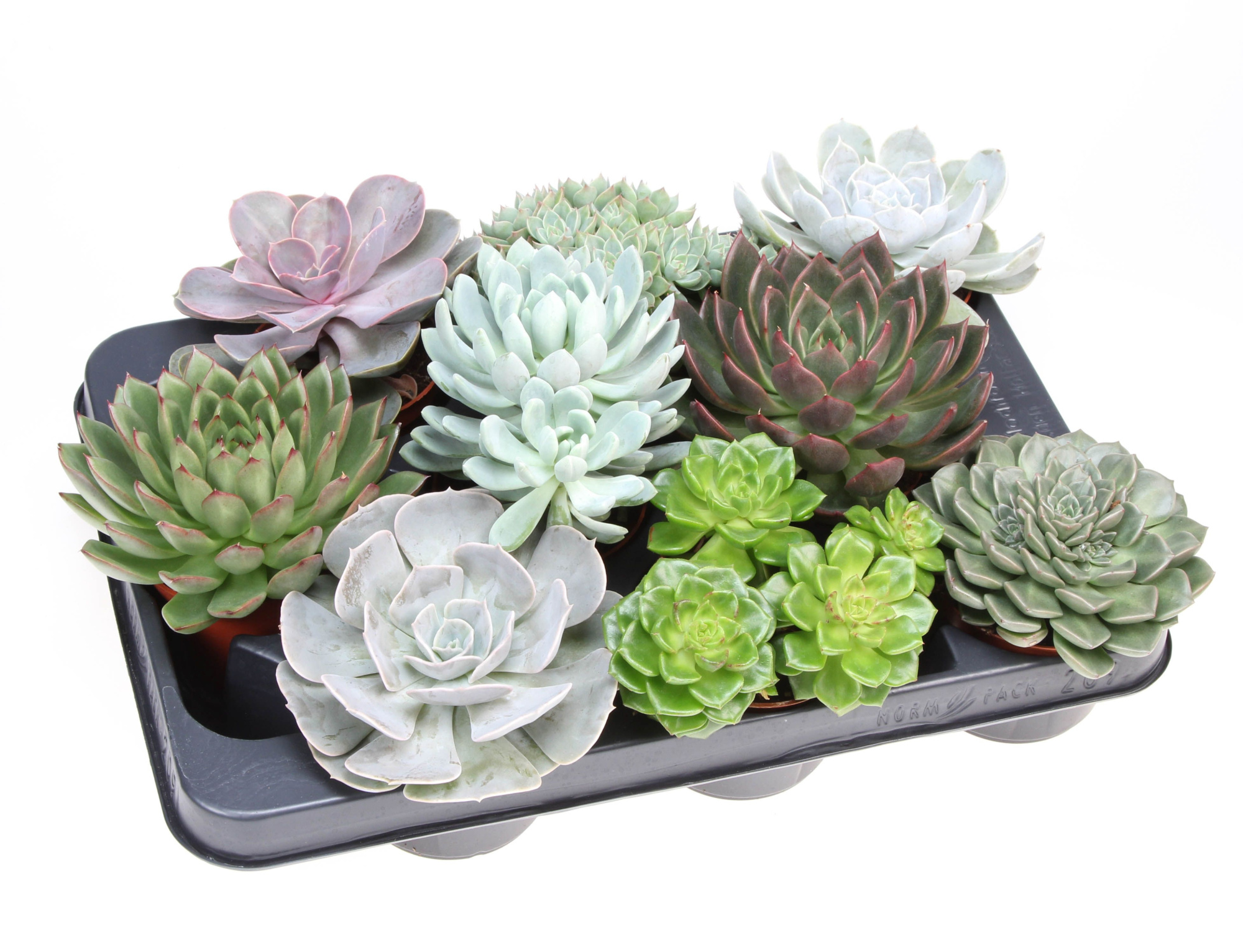 Echeveria mix XL, D 8,5