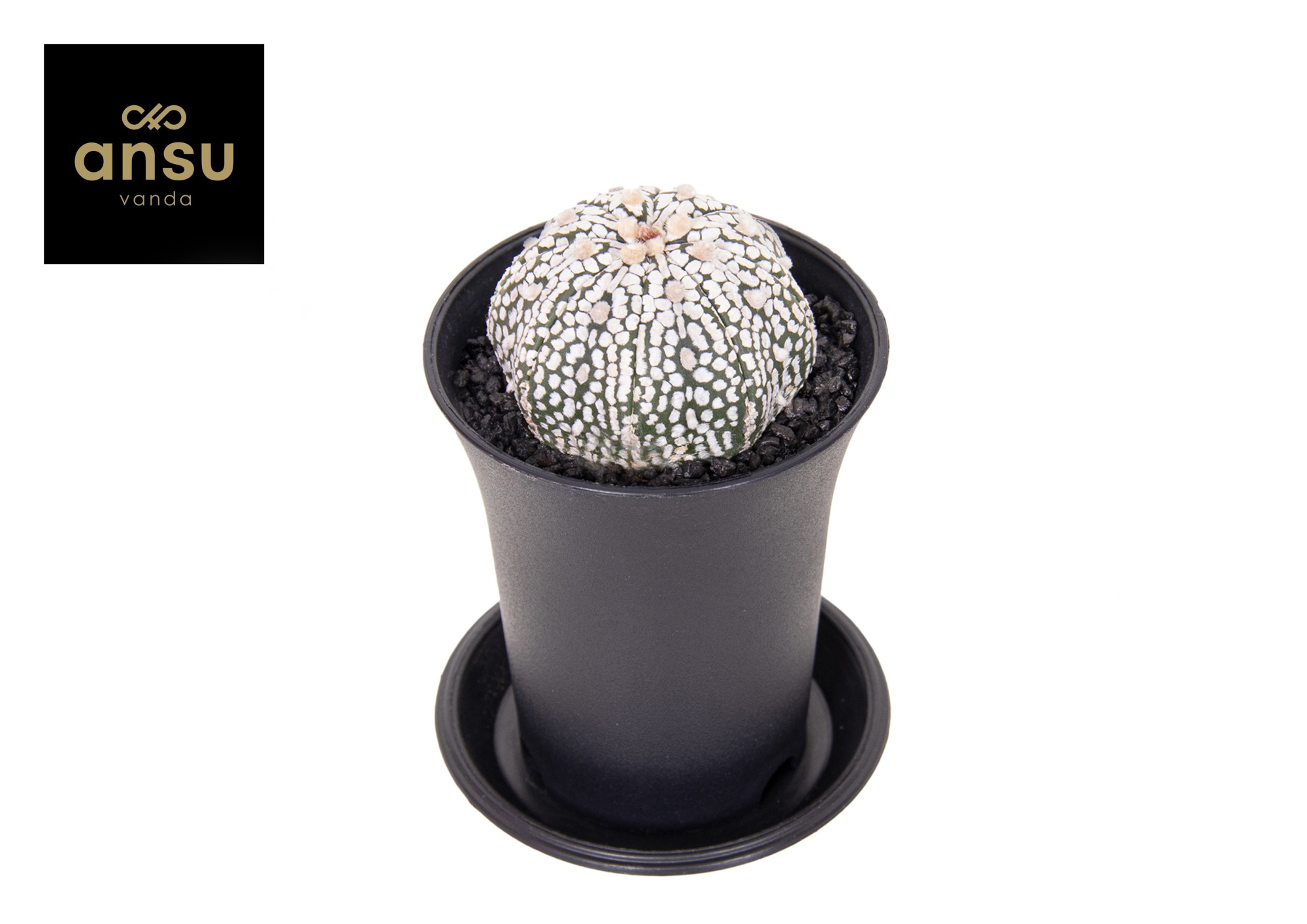 Astrophytum Asterias Super Kabuto, D 7,5