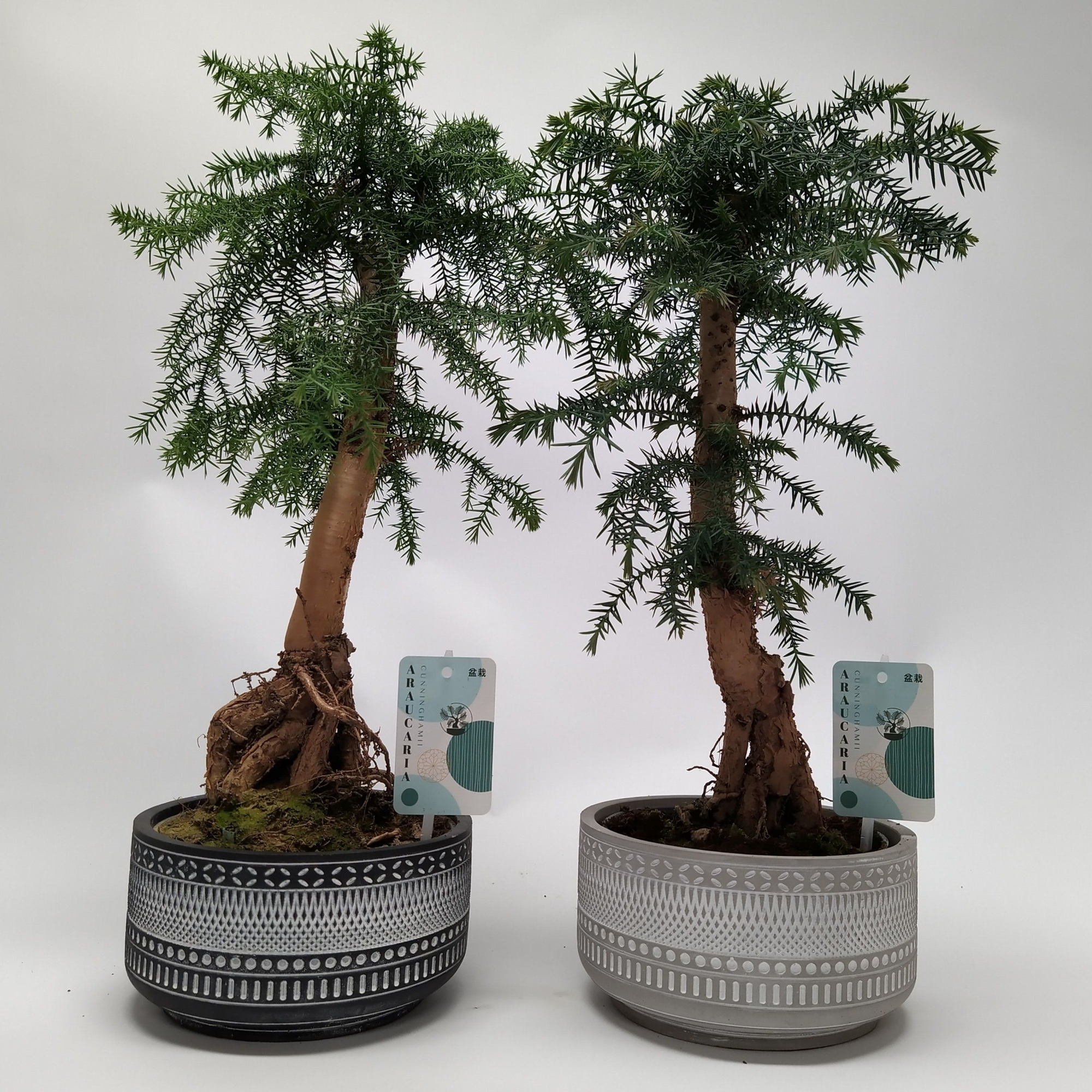 Araucaria cunninghamii Bonsai 'Tribal' 18 cm, D 18