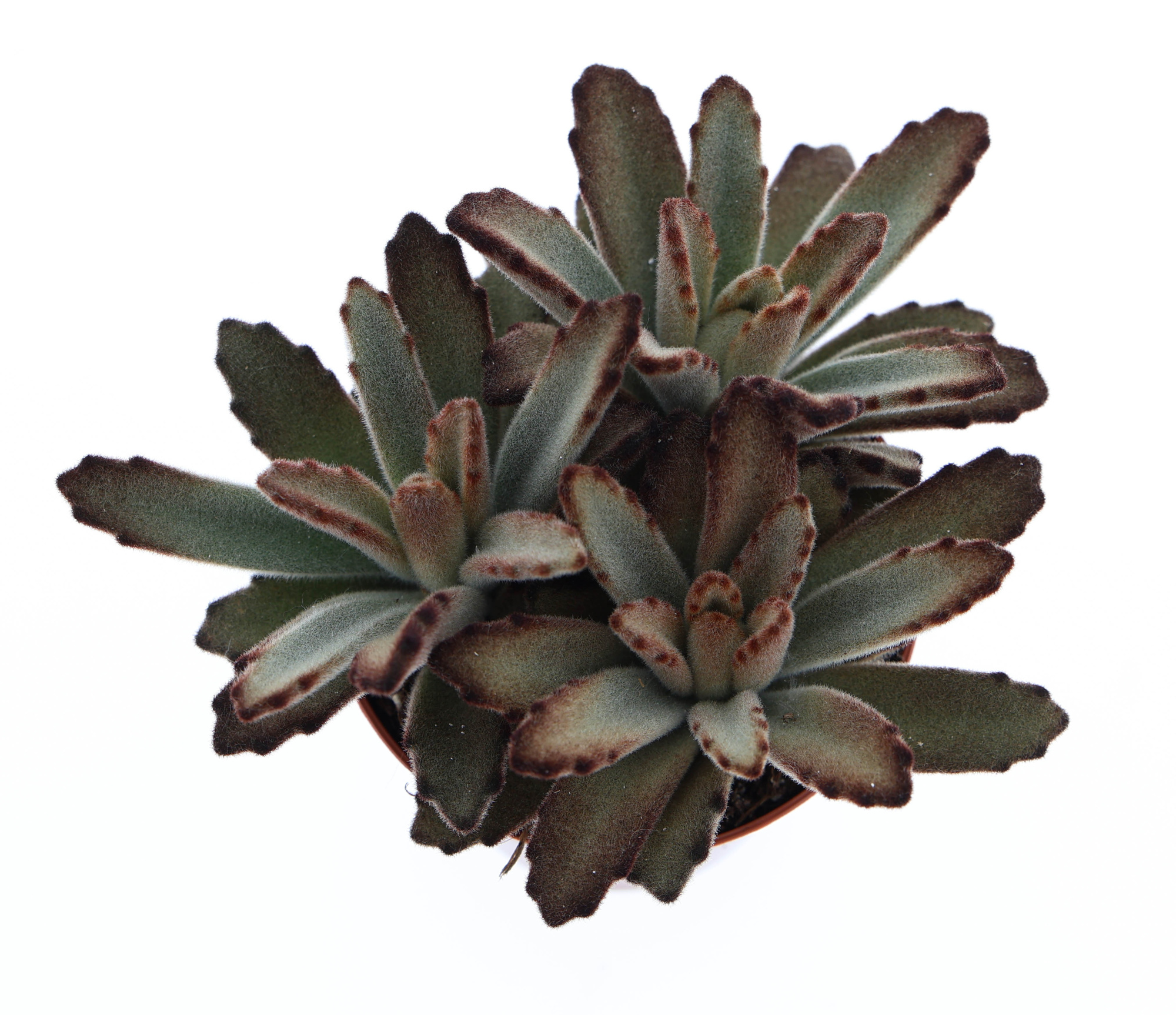 Kalanchoe Tomentosa Aida, D 8,5