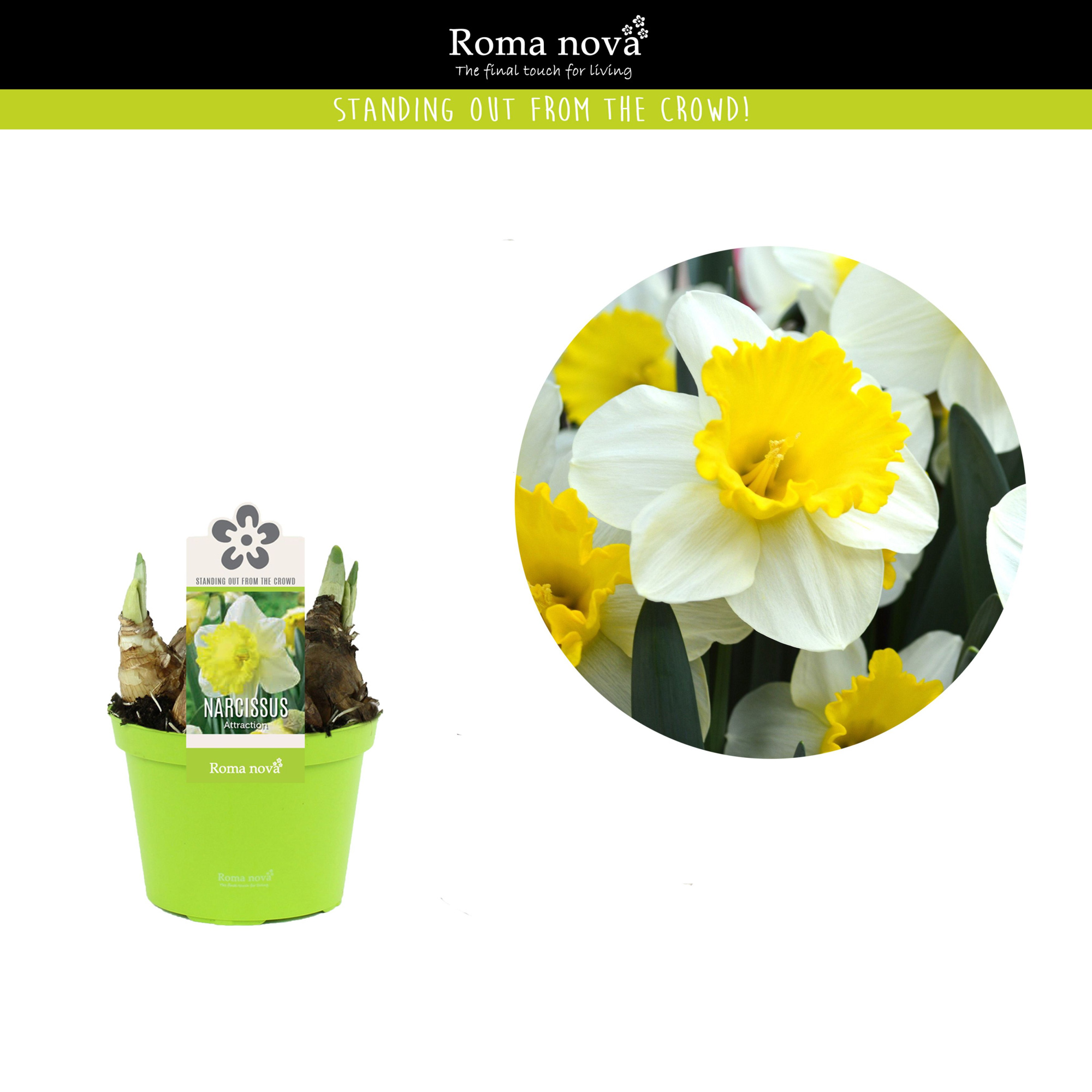 Narcissus Attraction 12cm, D 12