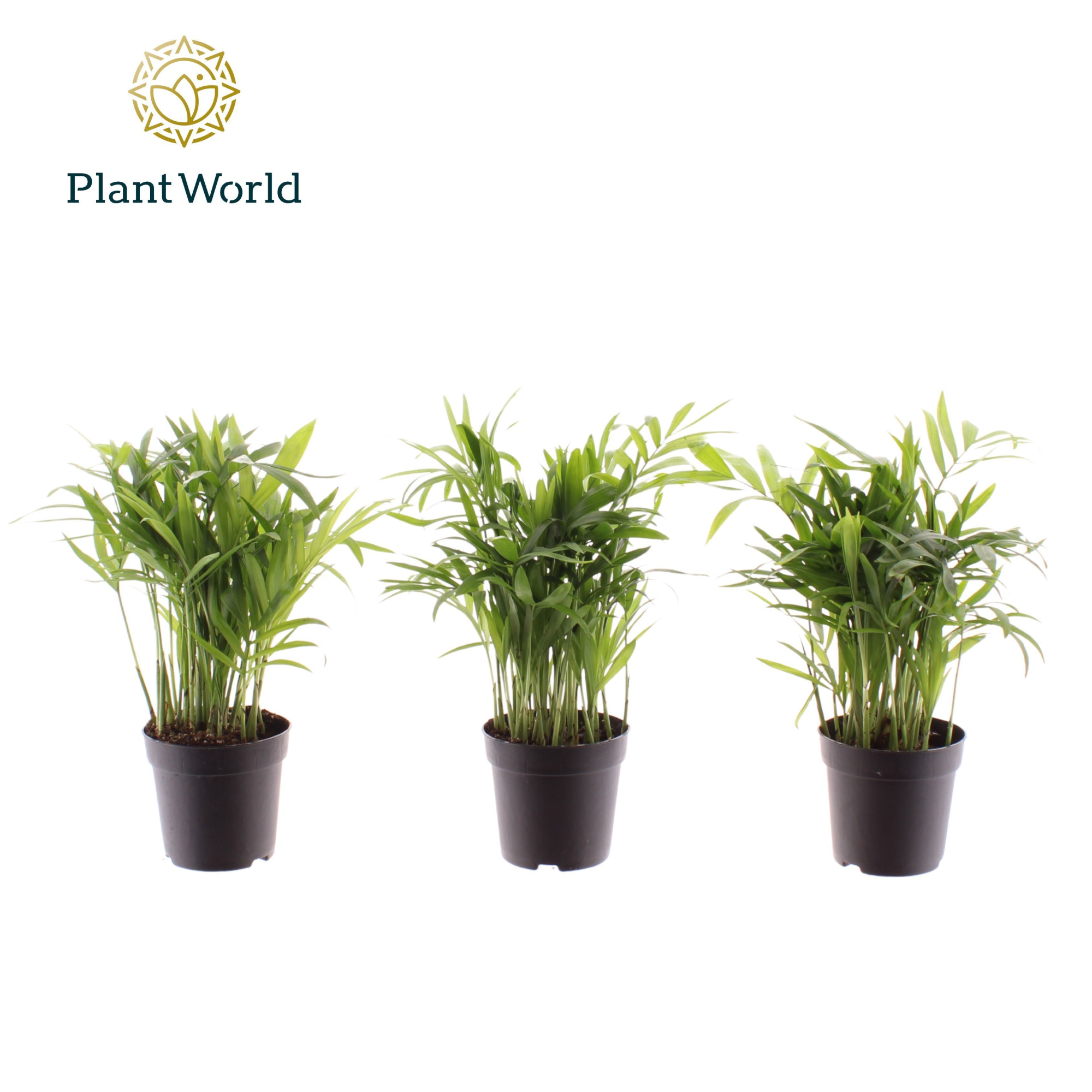 Chamaedorea elegans 7 cm, D 7