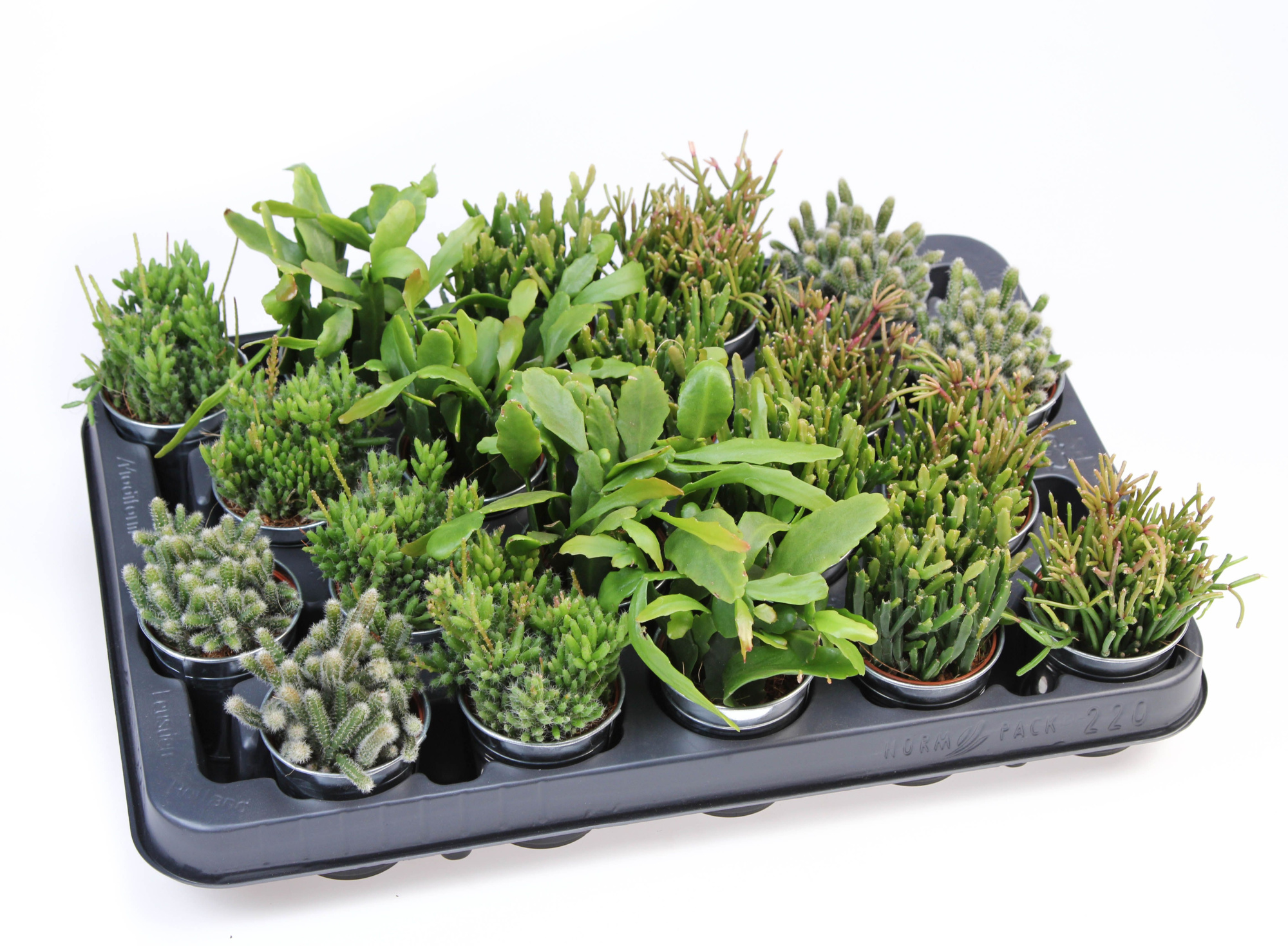 Rhipsalis mix in Zinkpot, D 5,5