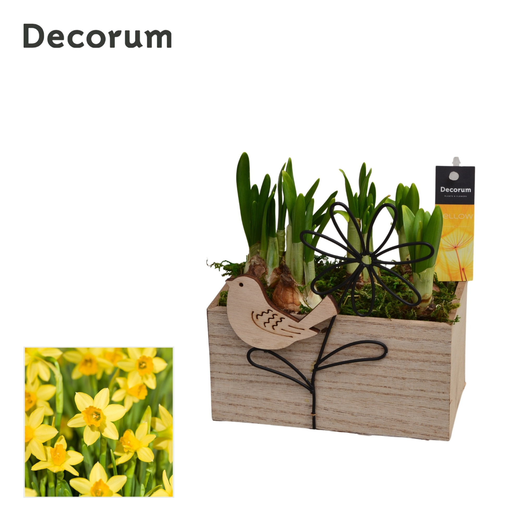 Narcis Aviflora HL15033N, D 15