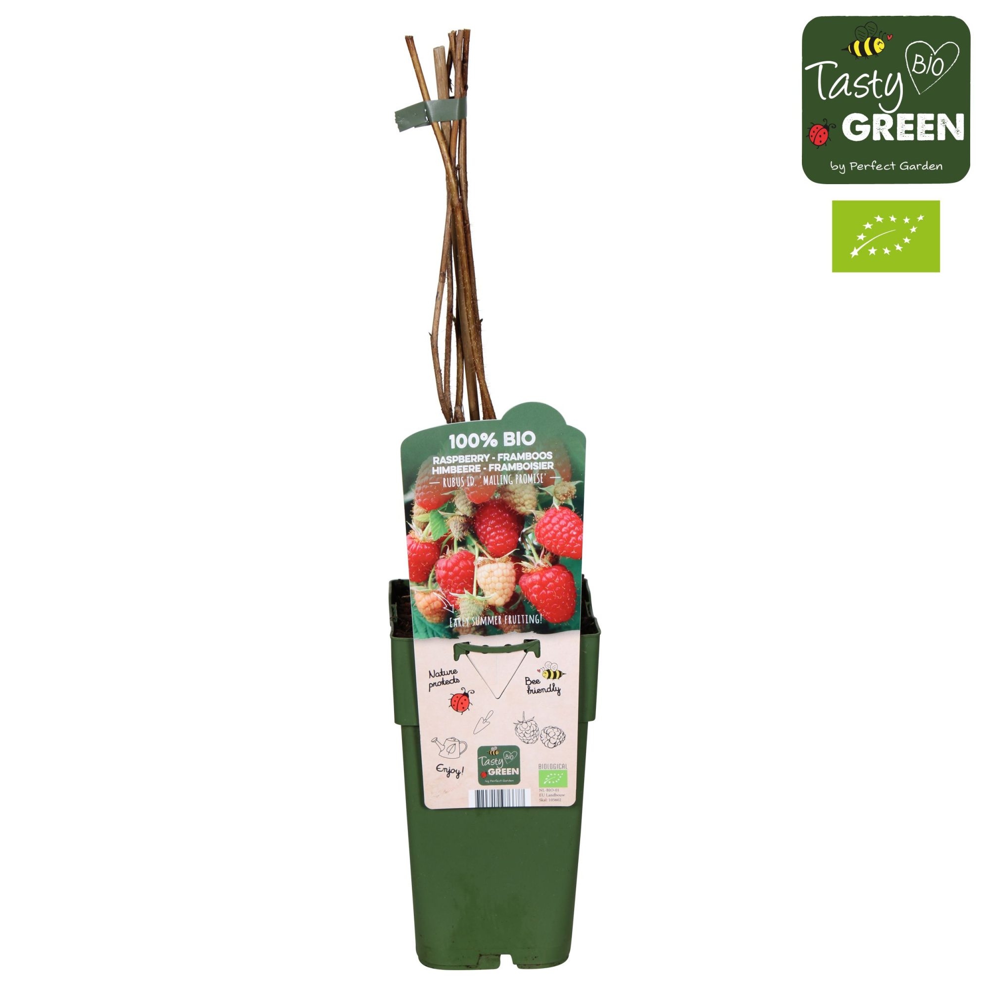 Rubus idaeus 'Malling Promise' Bio P15, D 15