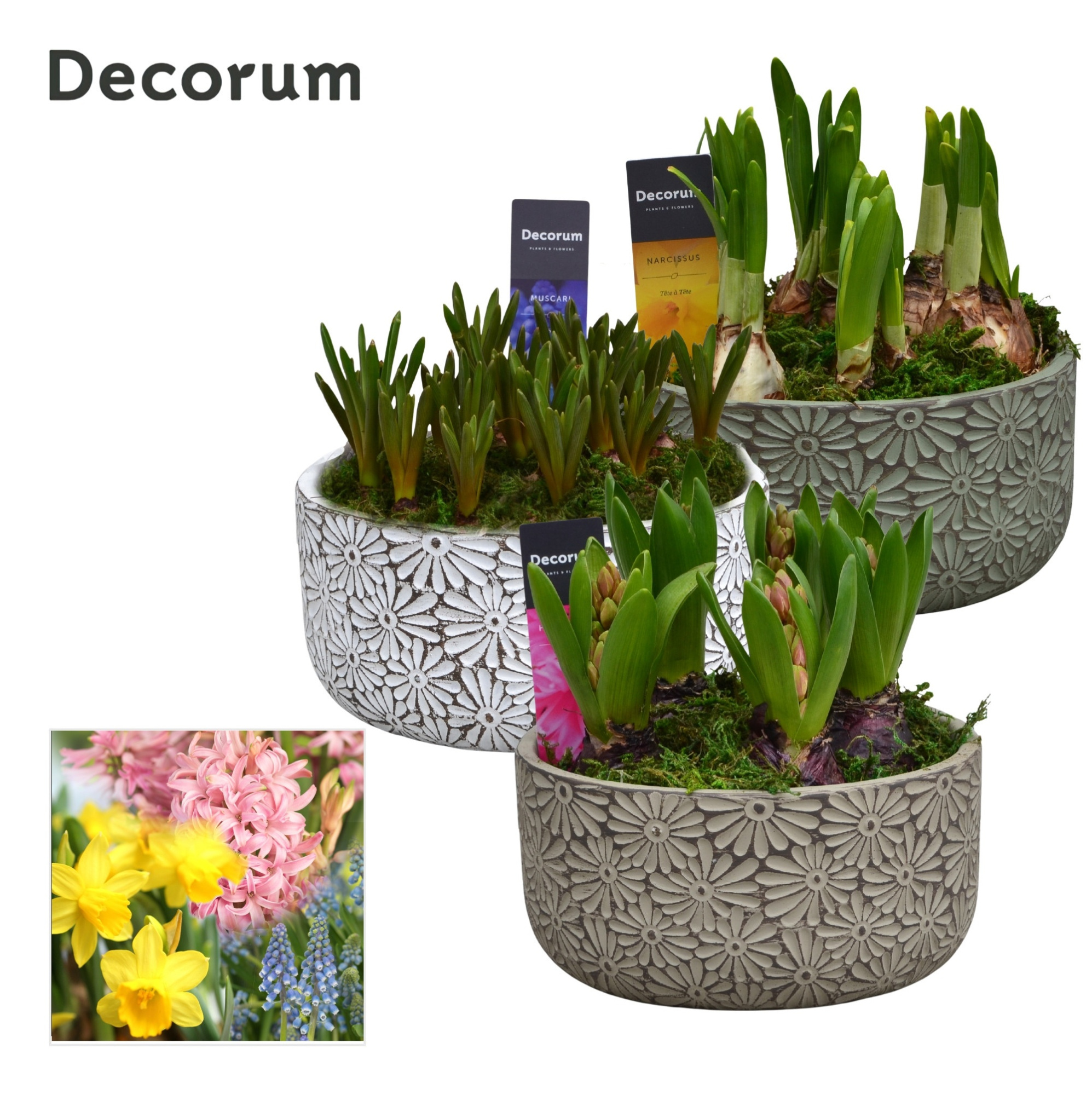 Bollenmix Daisy Bowl HL15973B, D 16