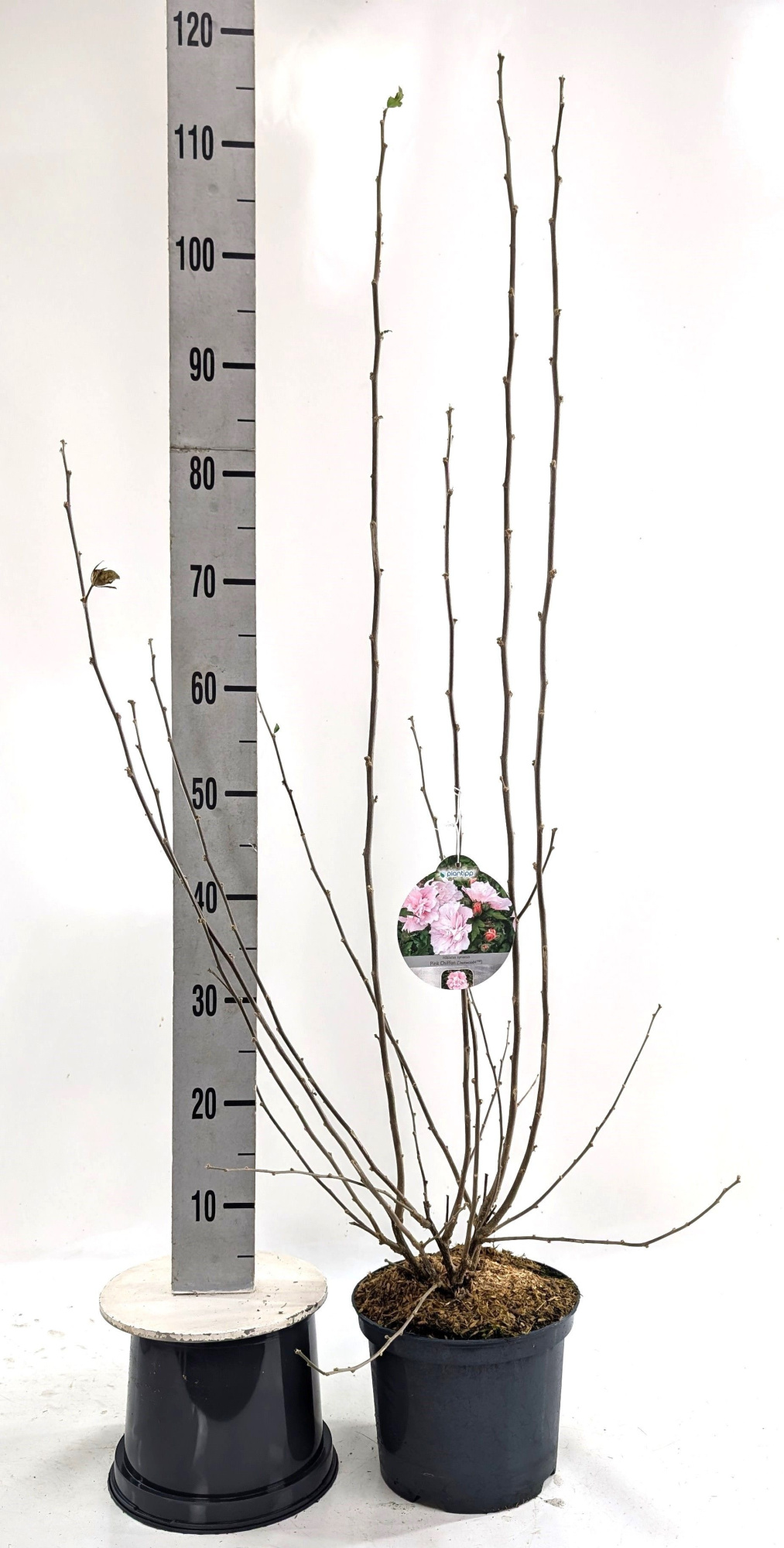 Hibiscus syr. 'Pink Chiffon' -R-, D 23