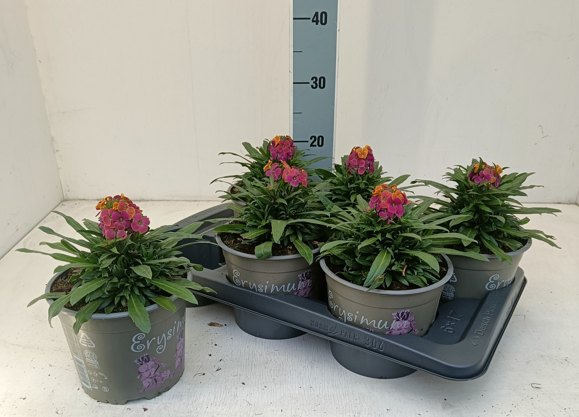 Erysium linofolium tricolore, D 17