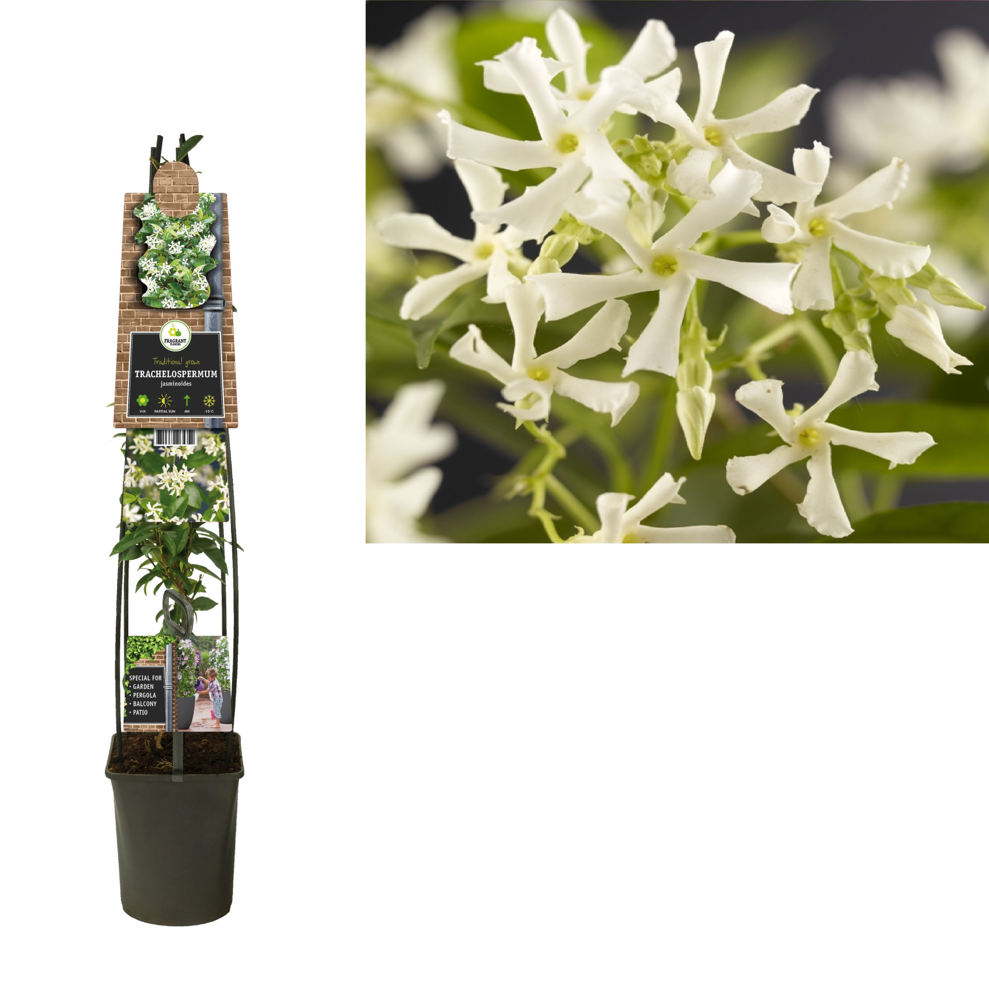 Trachelospermum jasminoides +3.0 label, D 23