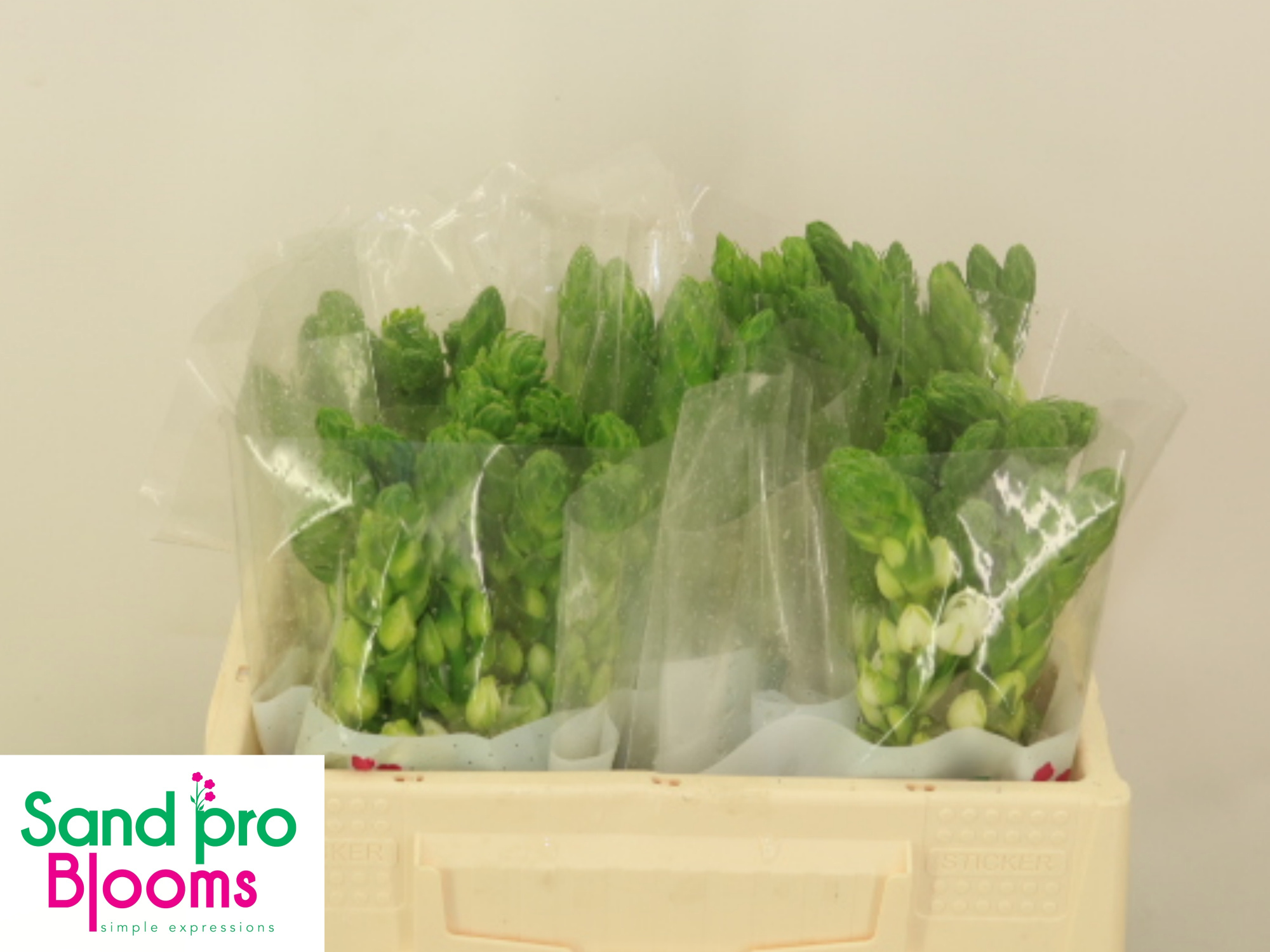 Орнитогалум Тирсоидес Милки Вэй 35, шт.