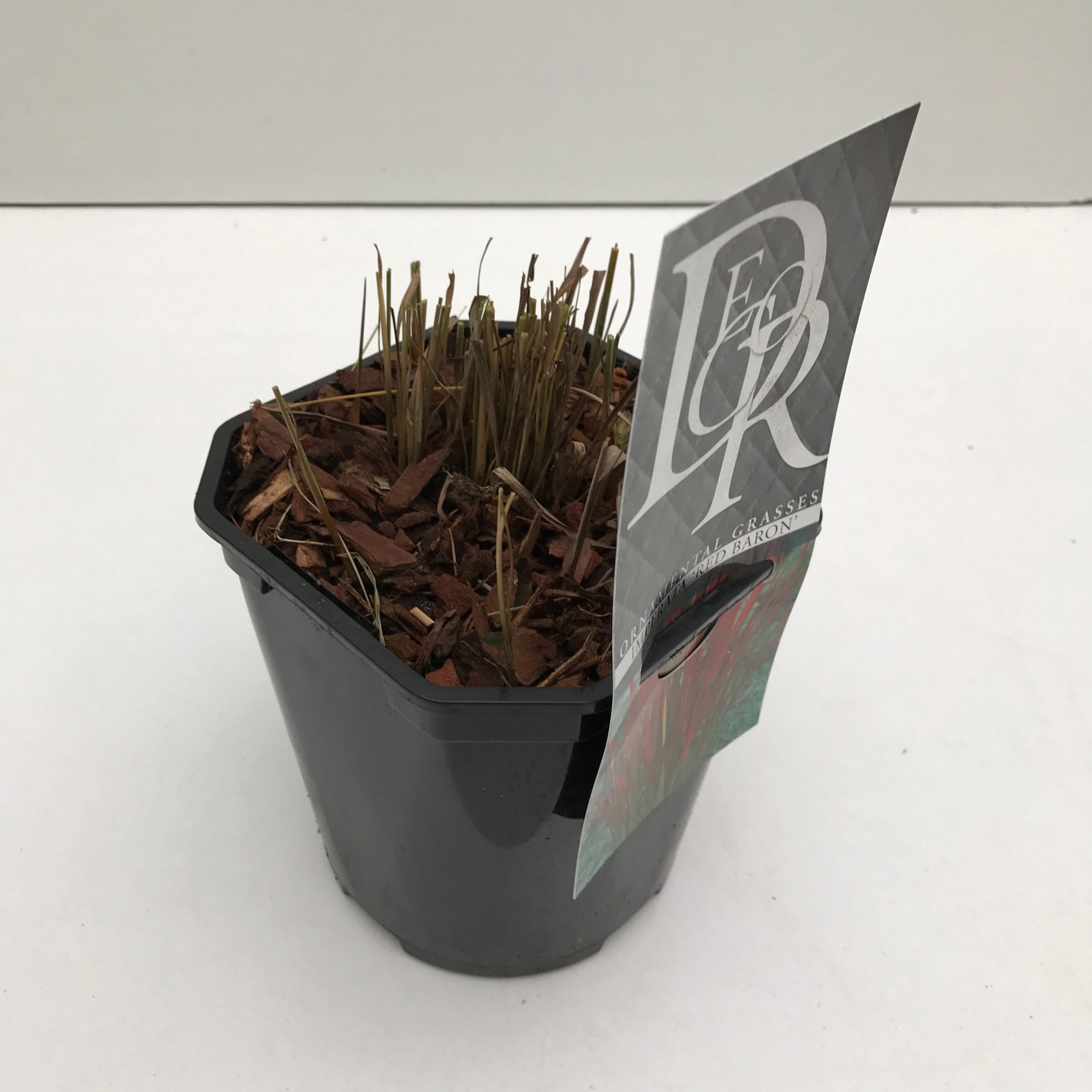 Imperata 'Red Baron', D 17