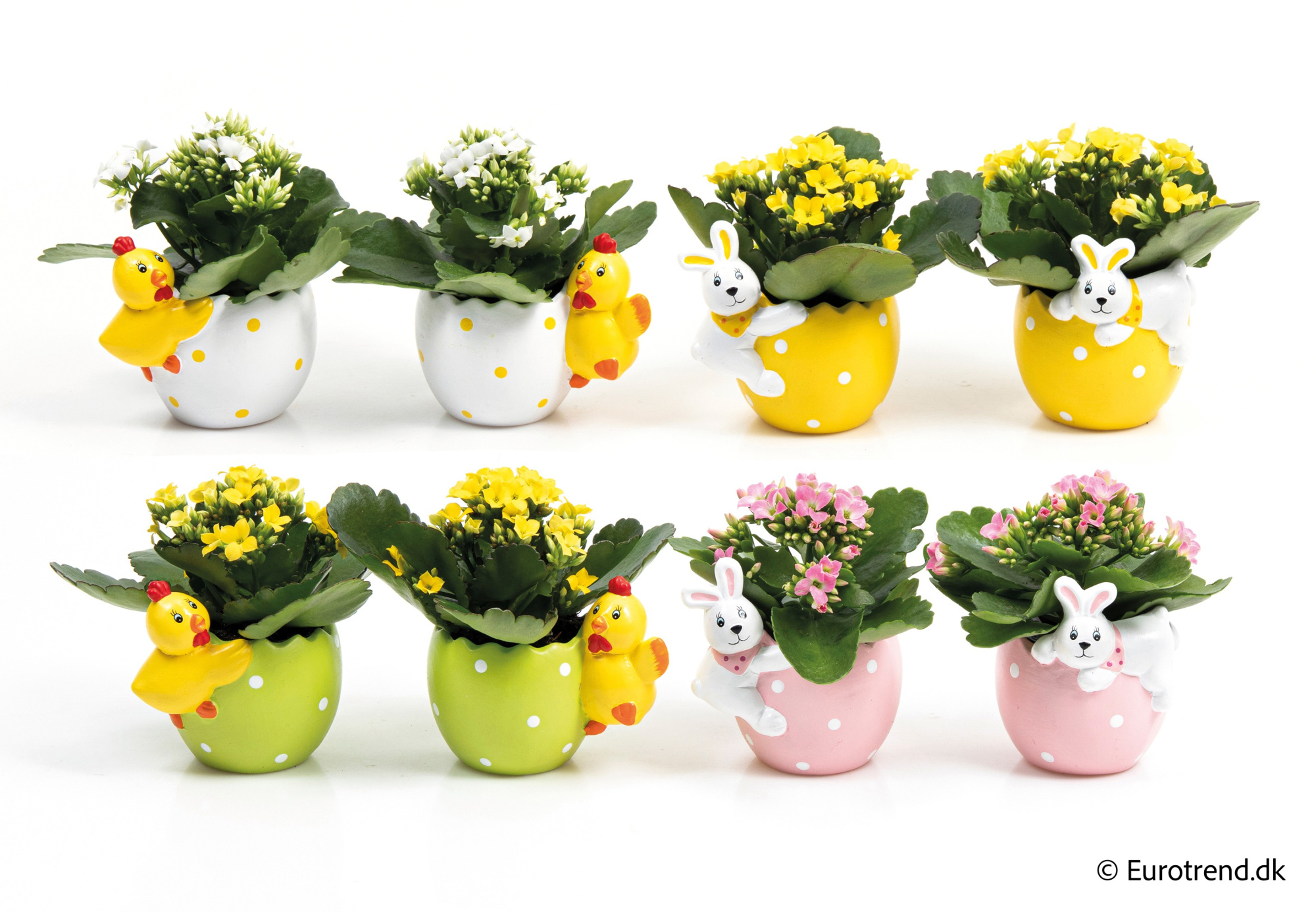 Kalanchoe in Easter ceramic 2026, D 6