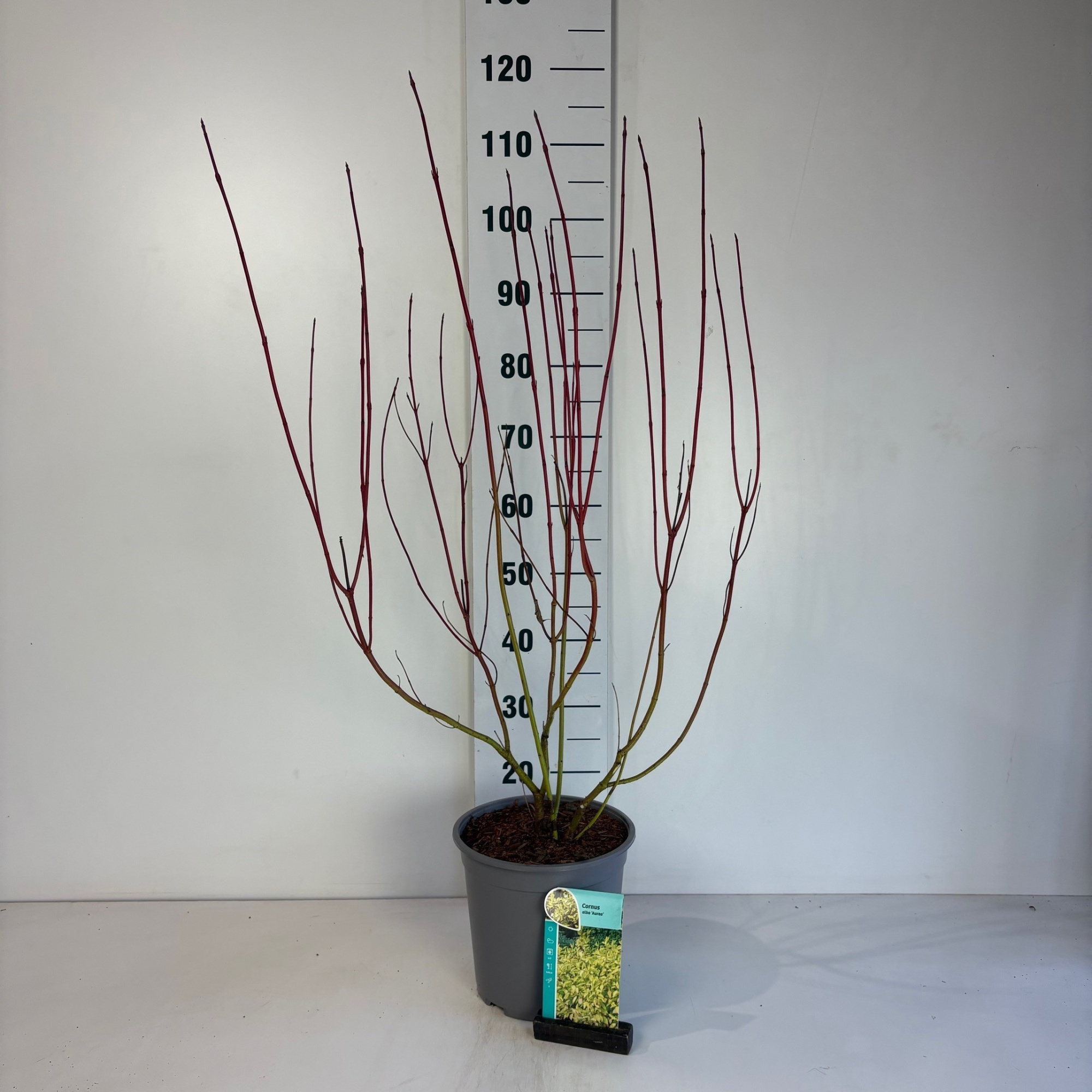 Cornus alba Aurea, D 24