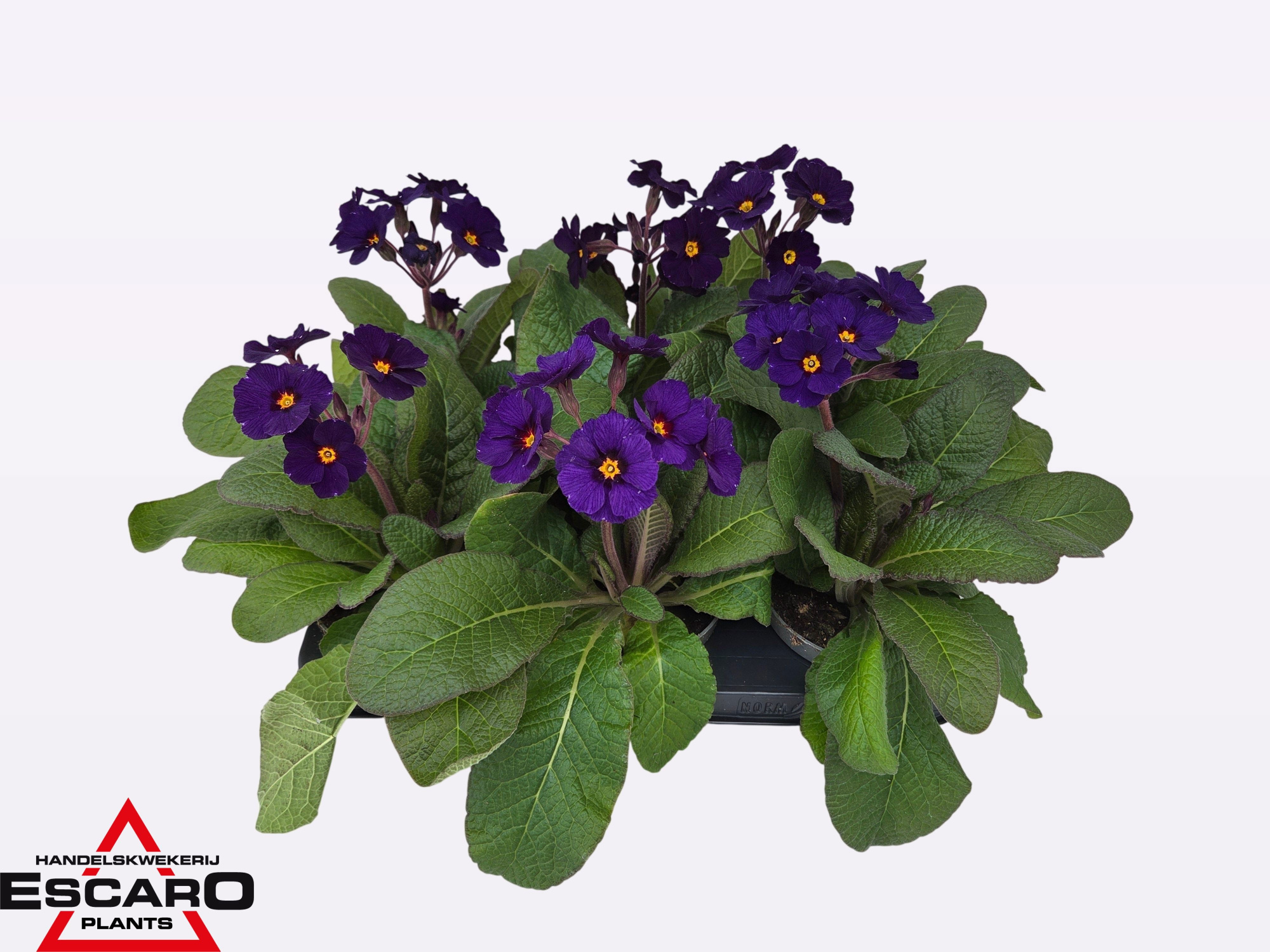 Primula elatior Stella blue P12, D 12