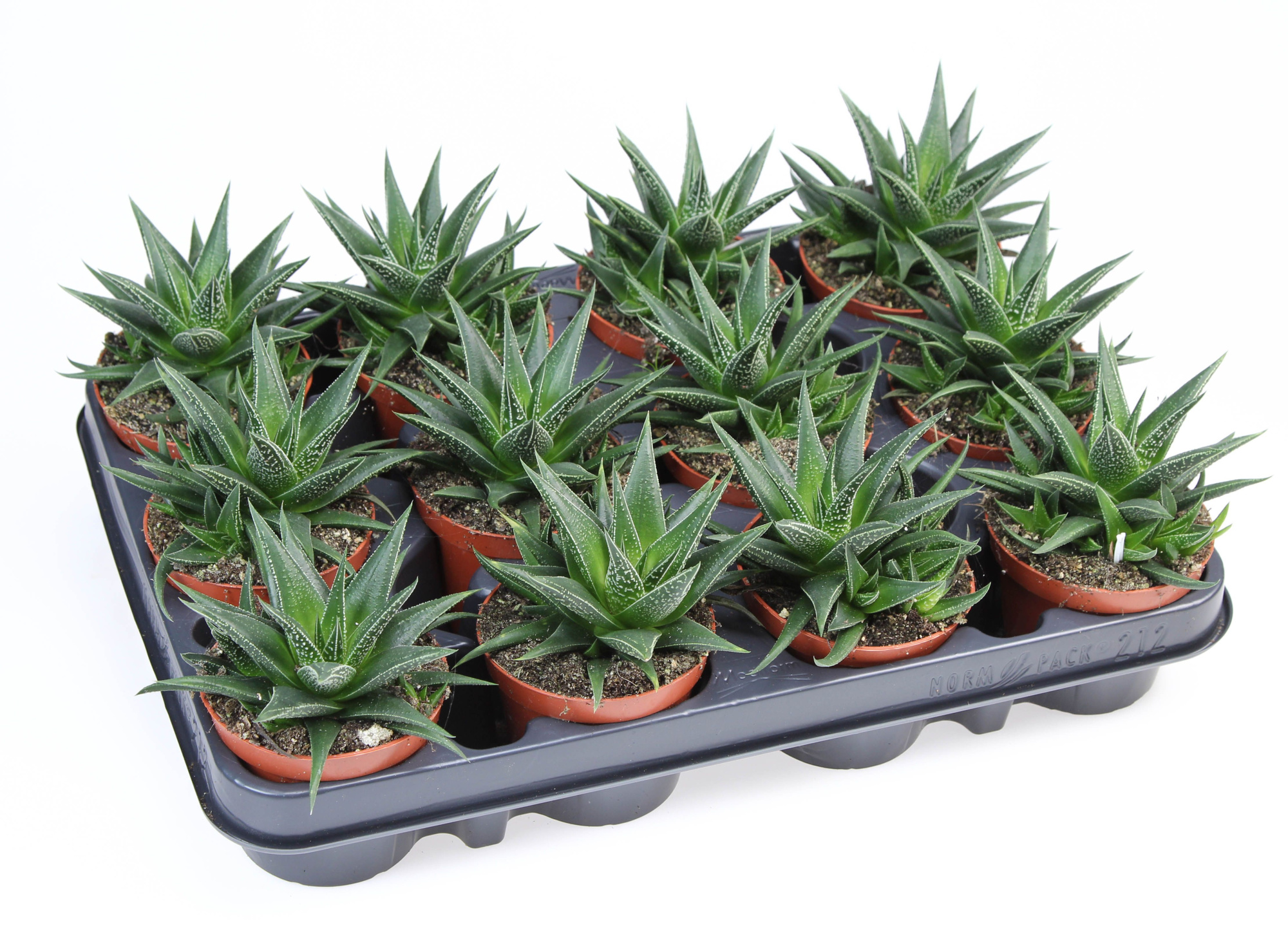 Haworthia herbacea, D 8,5