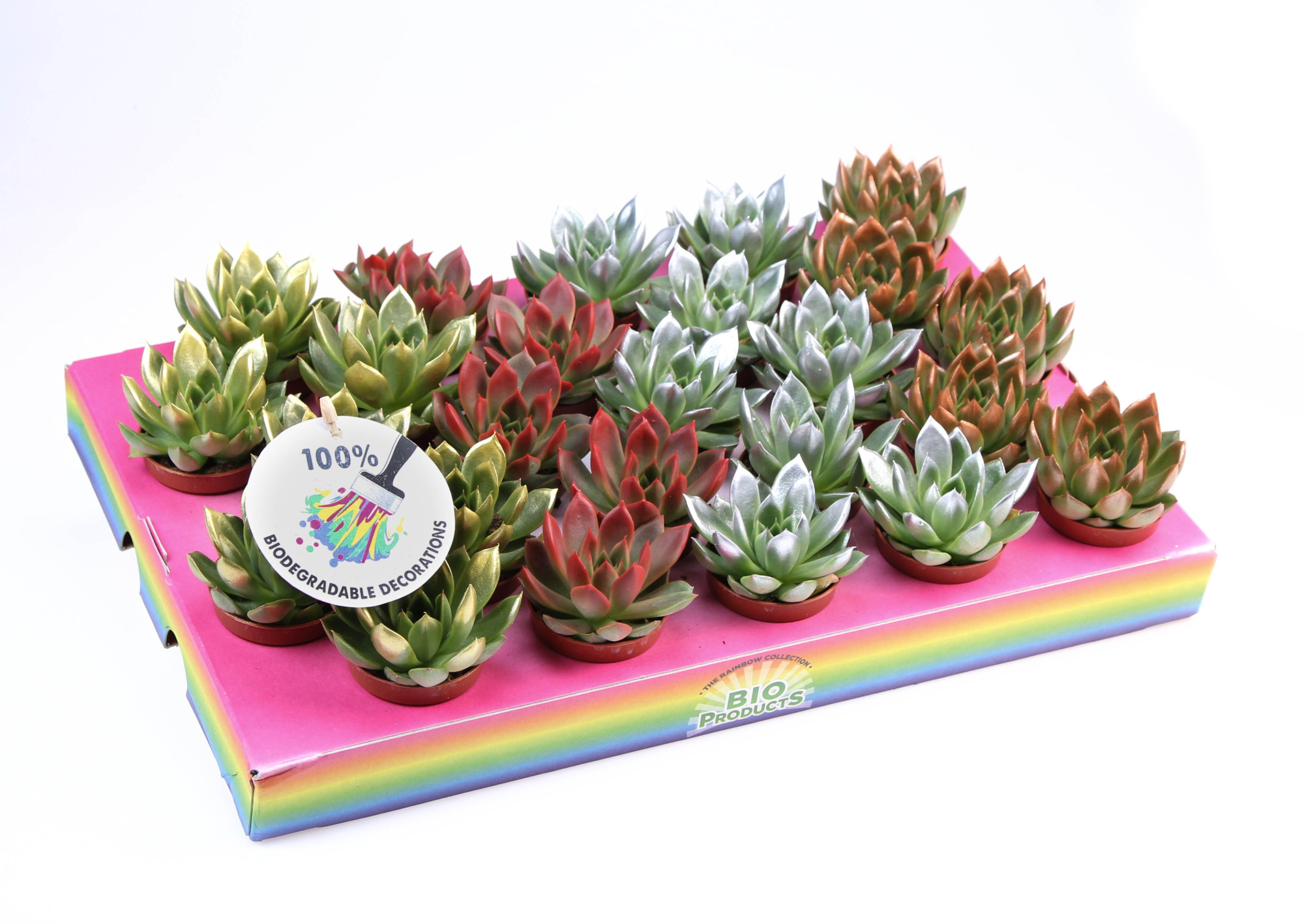 Miranda kerstmix tips, D 5,5