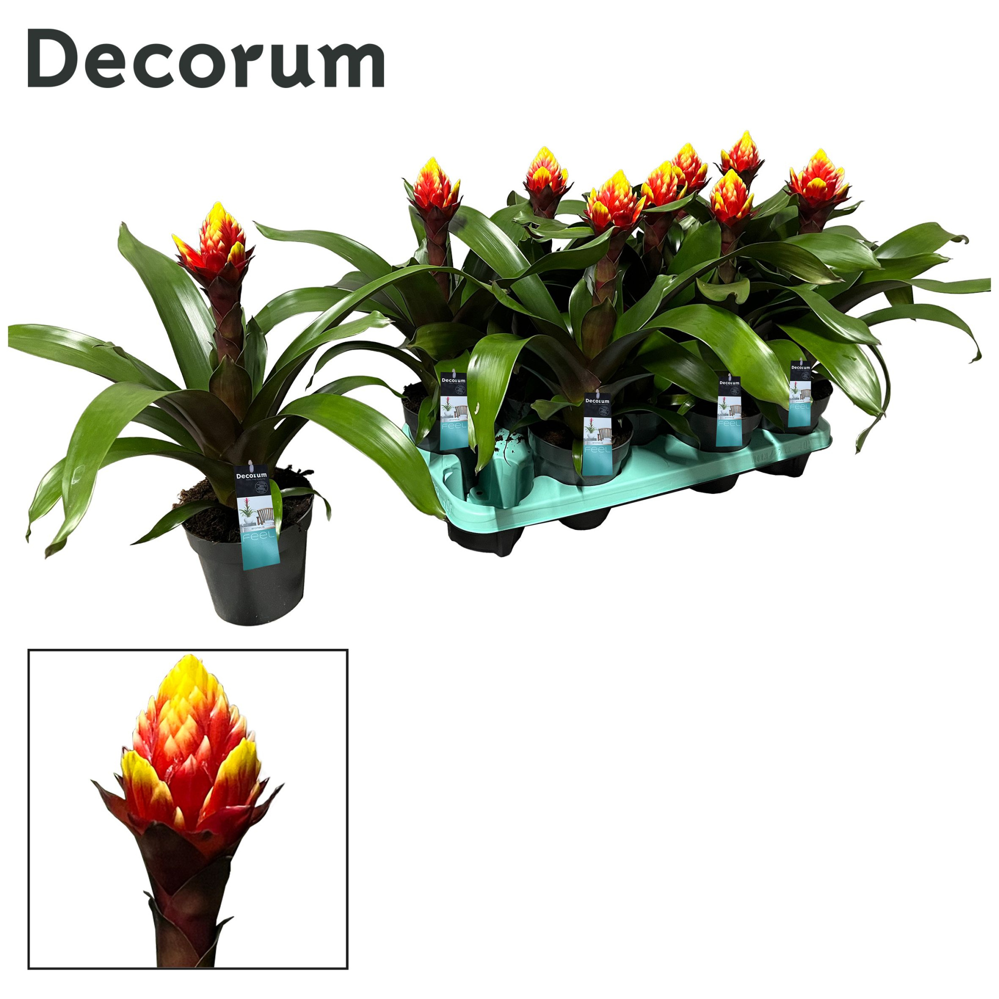 Guzmania Crown (Decorum), D 13