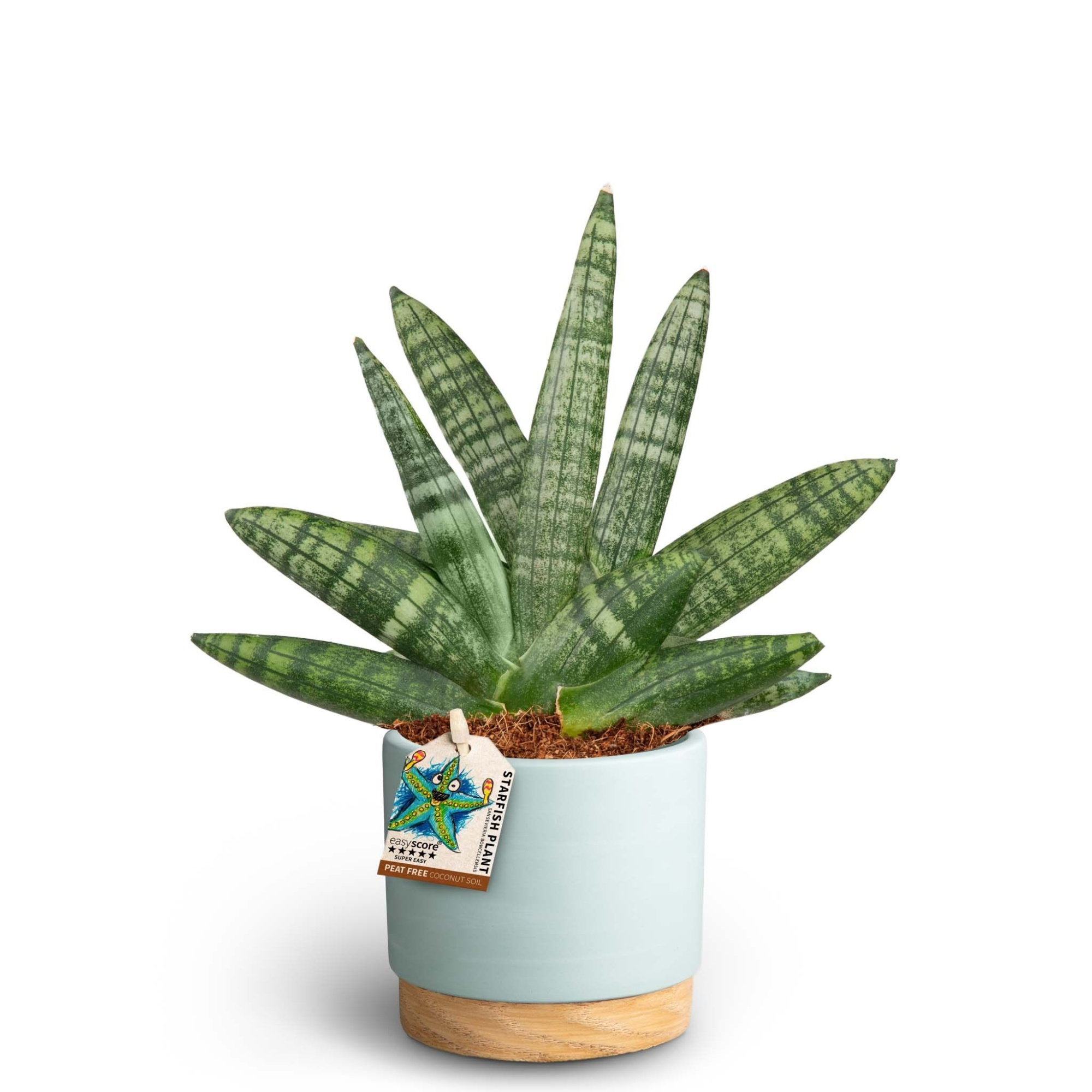 Woodbase Sky Blue, Sansevieria Boncellensis, D 10
