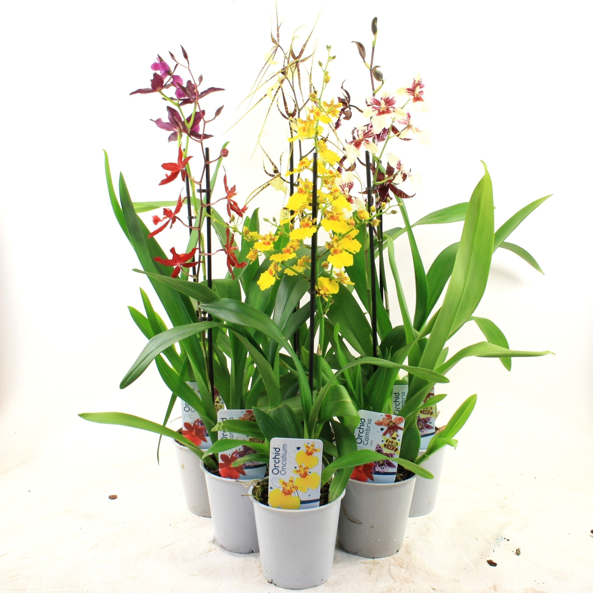 Orchideeën Mix lang 1-tak, D 12