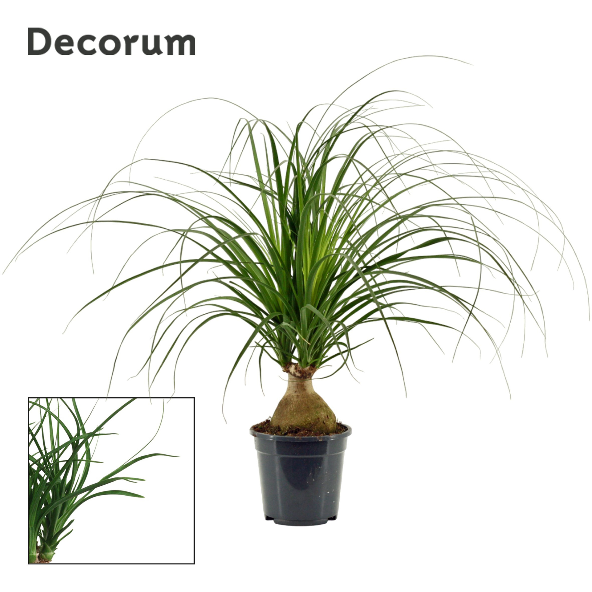 Beaucarnea bol 17 cm (Decorum), D 17