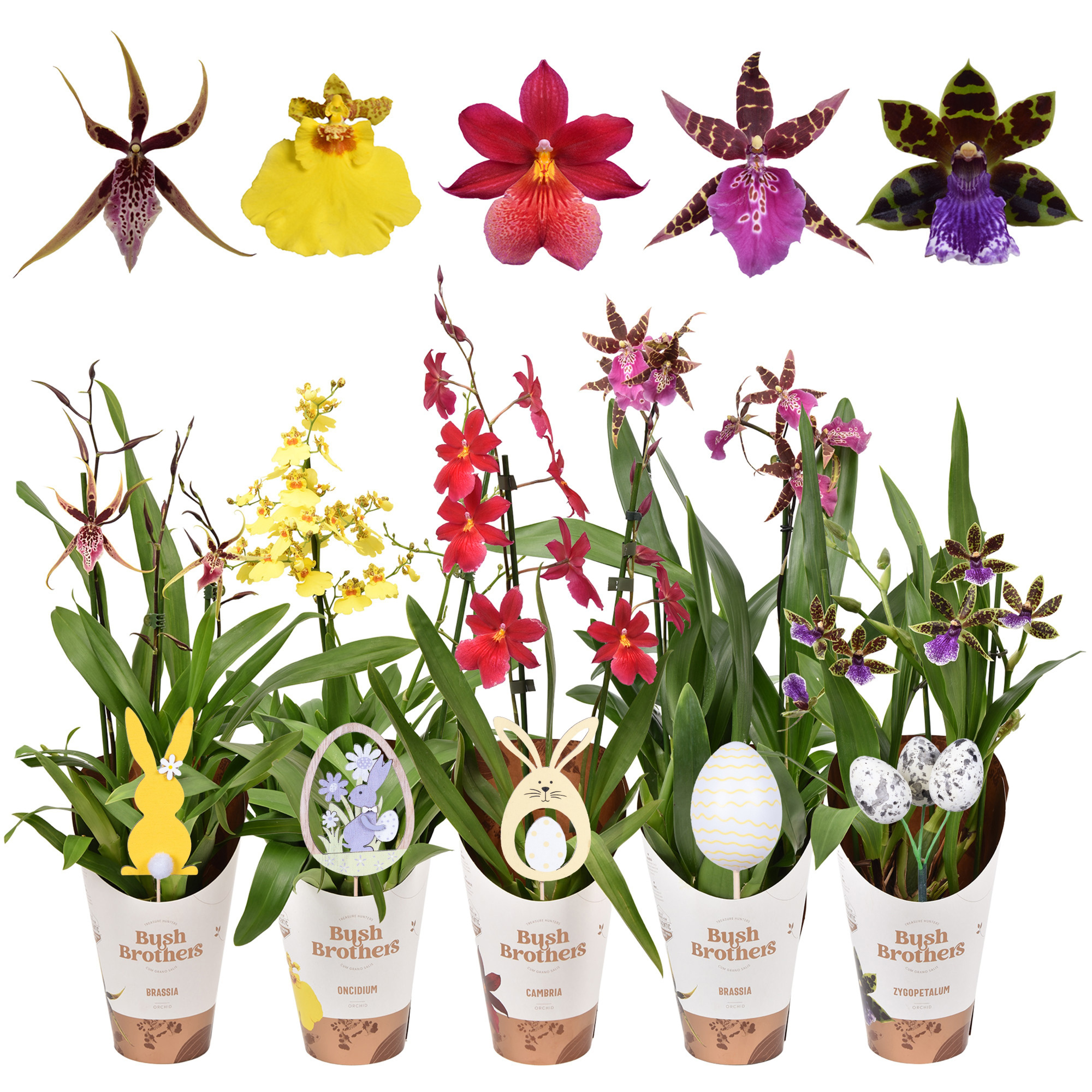 Orchideeën mix 2 tak lang met paas steker, D 12