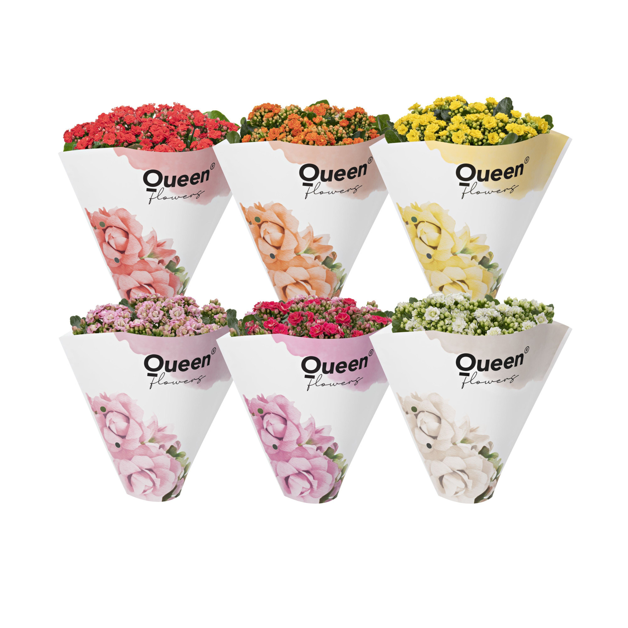 KALANCHOE ARTS-HYBRID 'ROSEFLOWERS MIX', D 13