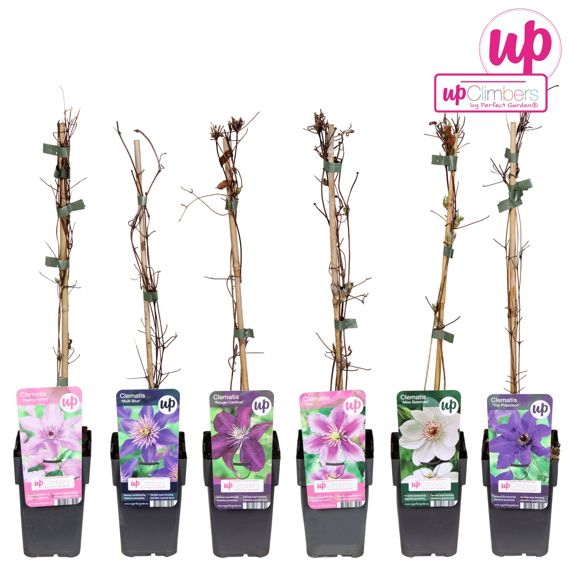 Clematis mix laag value P12, D 12