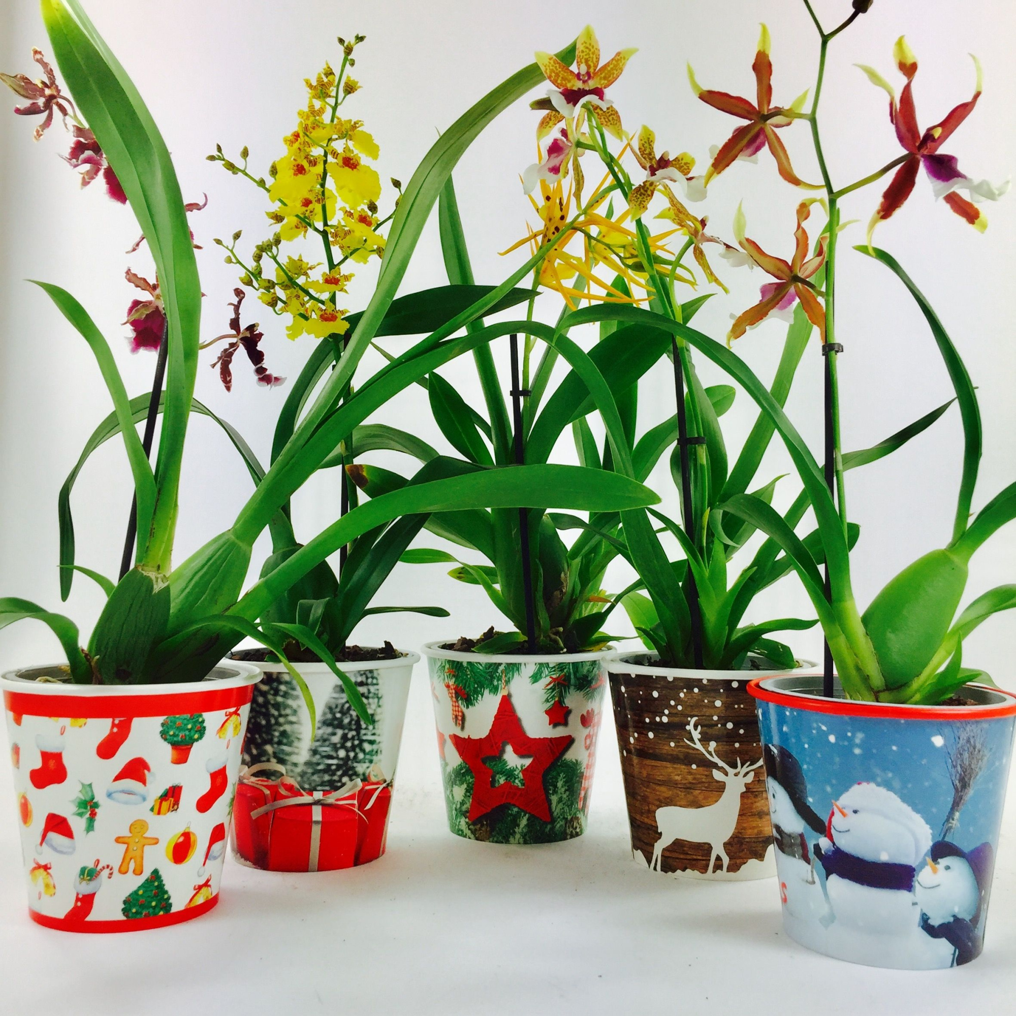 Orchideeën Mix Kerst Coverpot, D 12 cm