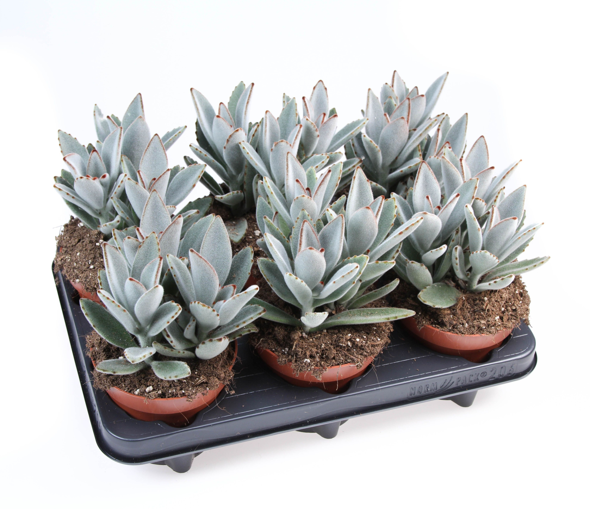 Kalanchoe Tomentosa, D 12