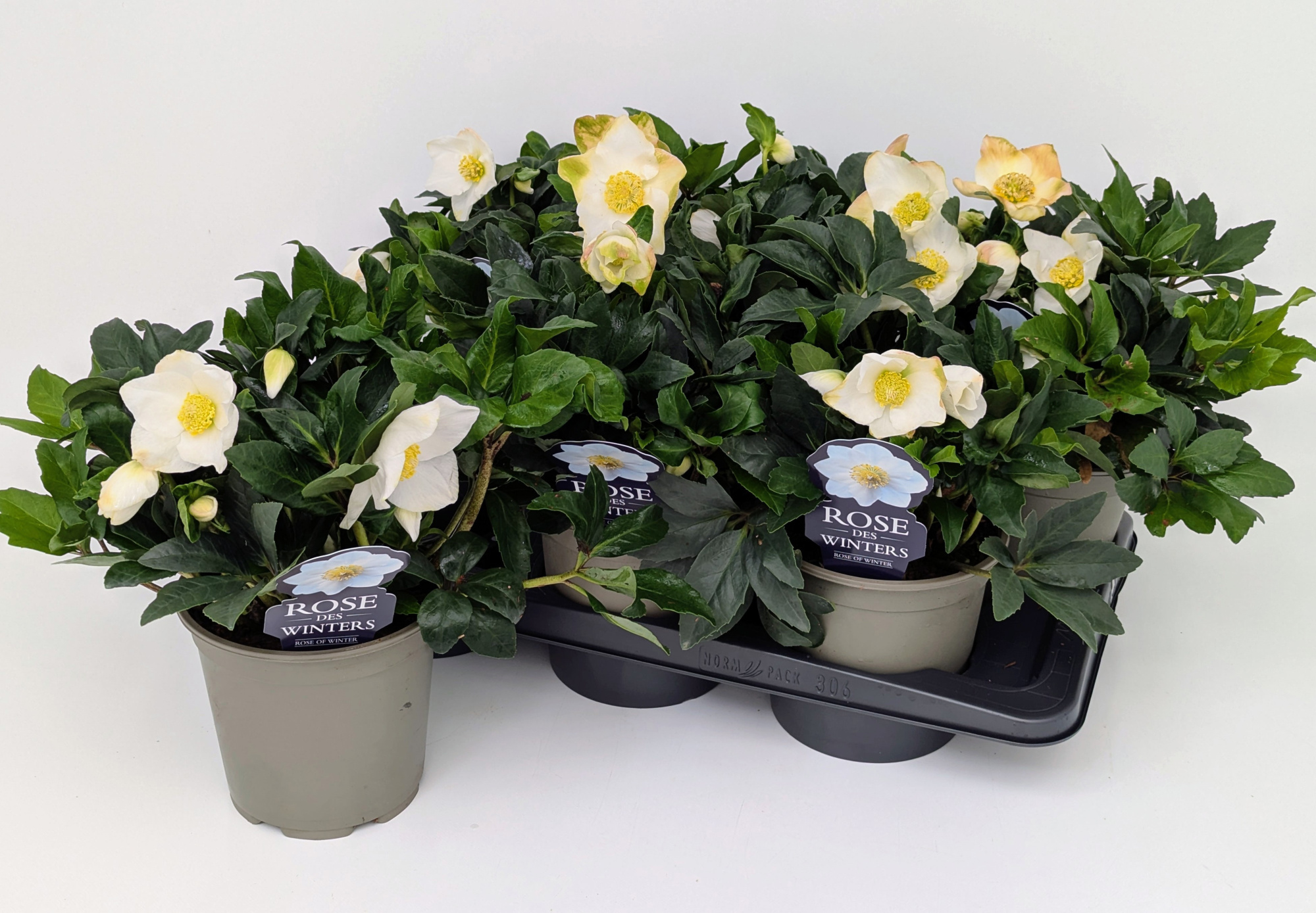 Helleborus Wintergold T17, D 17 cm