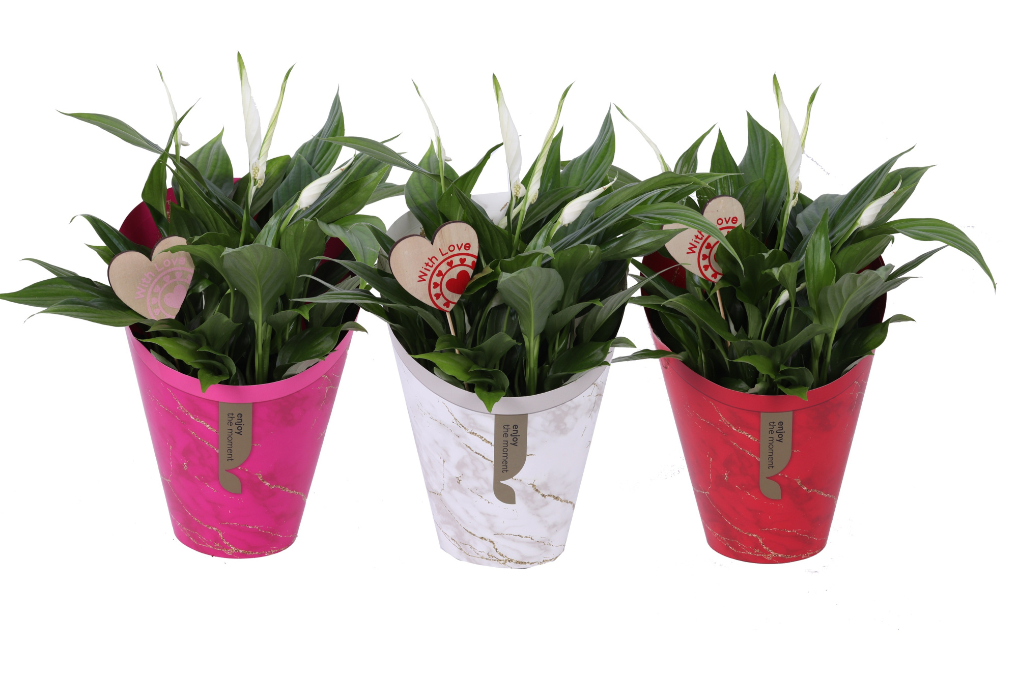 KP-894.12 - Spathiphyllum 15cm in Gifts Lovemix met bijsteker, D 15