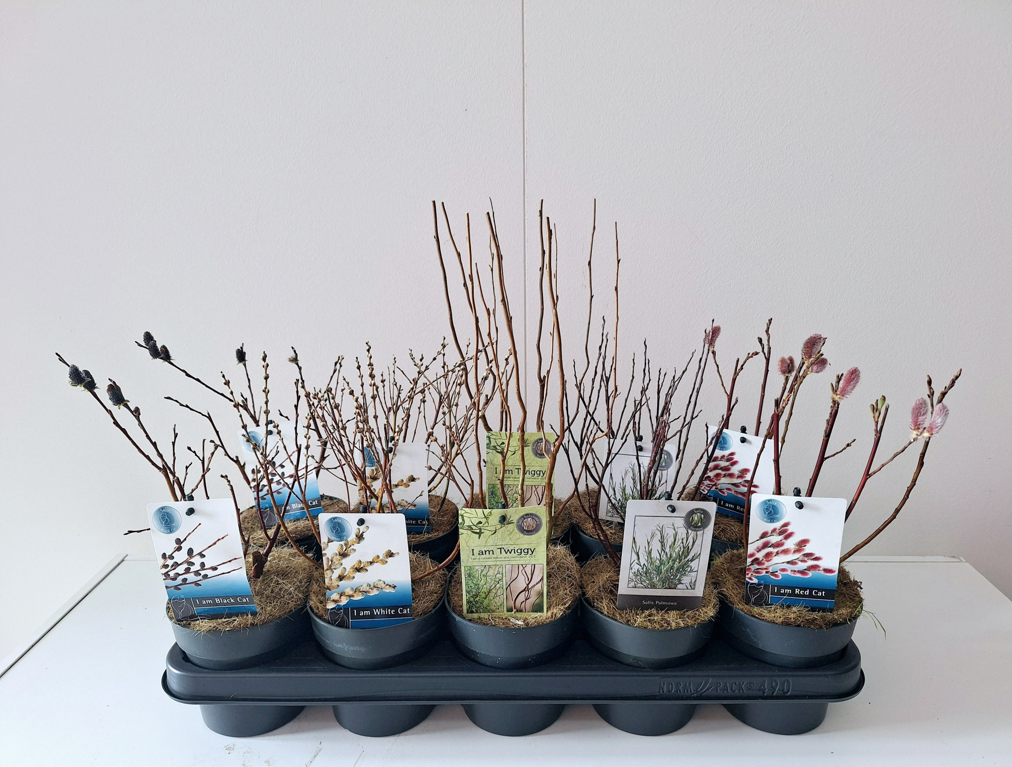 Salix mix bush p12 concept, D 12