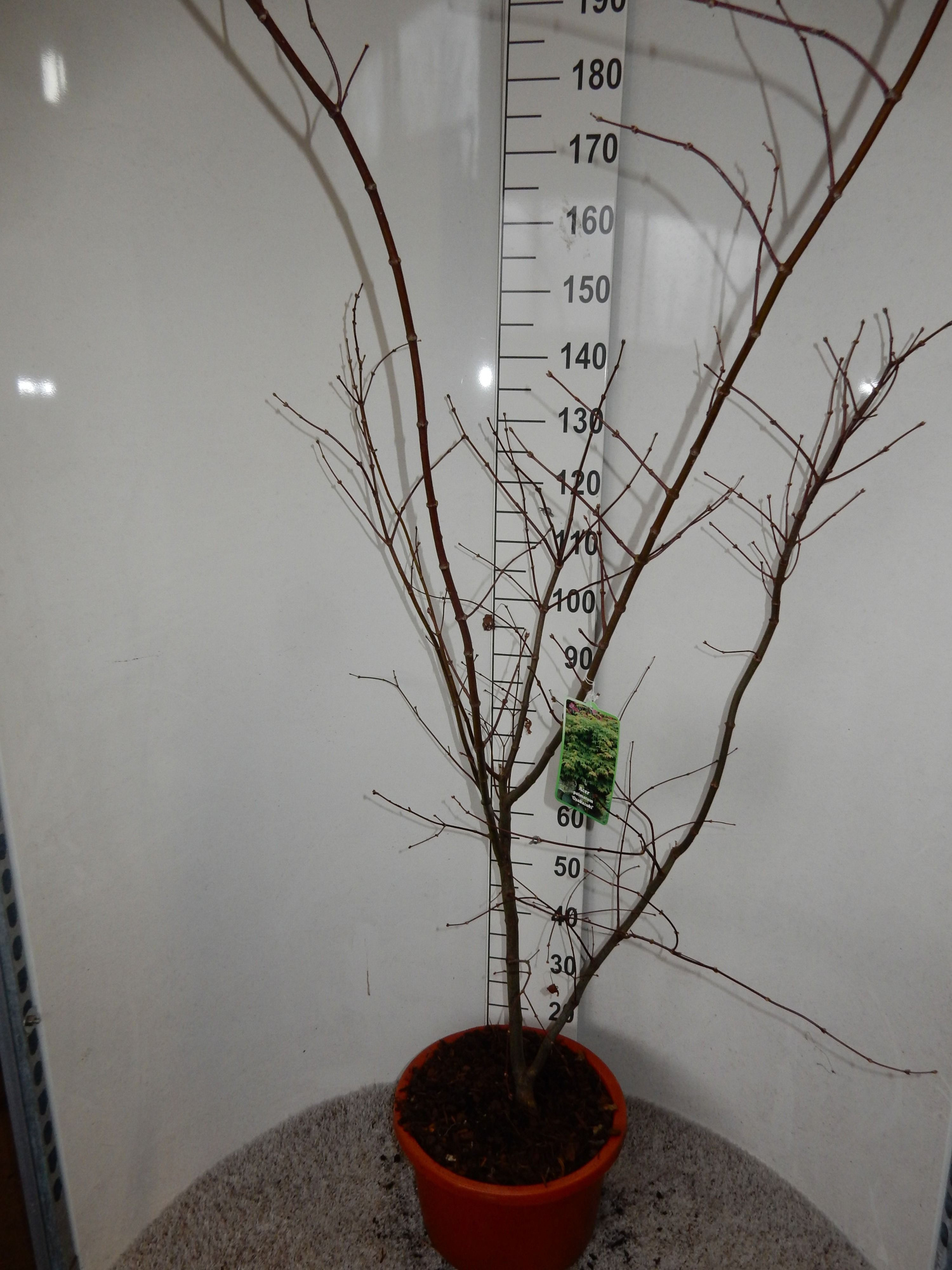 Acer palm. Osakazuki 125-150 P34, D 34