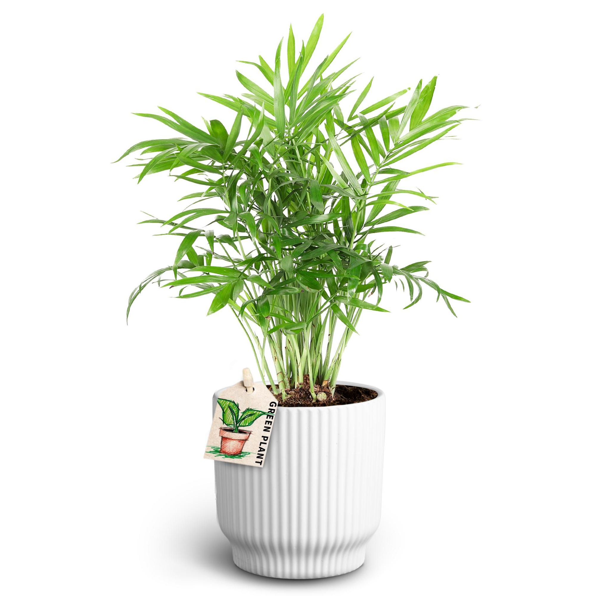 Nordic White, Chamaedorea, D 10