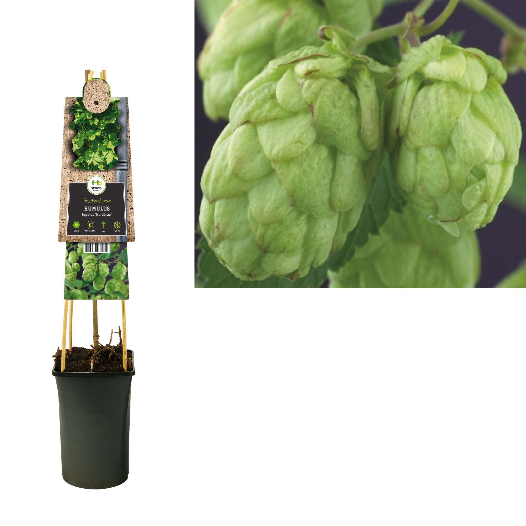 Humulus lupulus 'Nordbrau' +3.0 label, D 17
