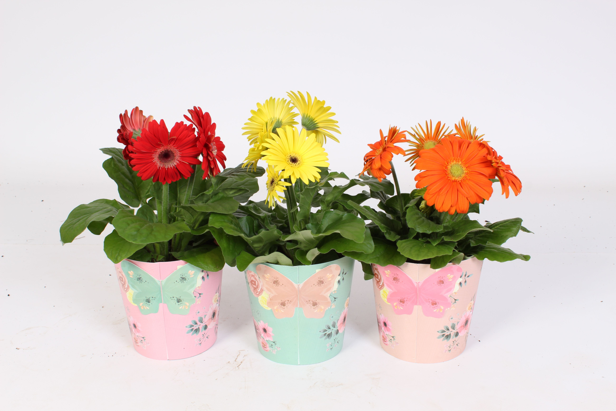 Gerbera belicht 2+ 12cm in poetry pot, D 12