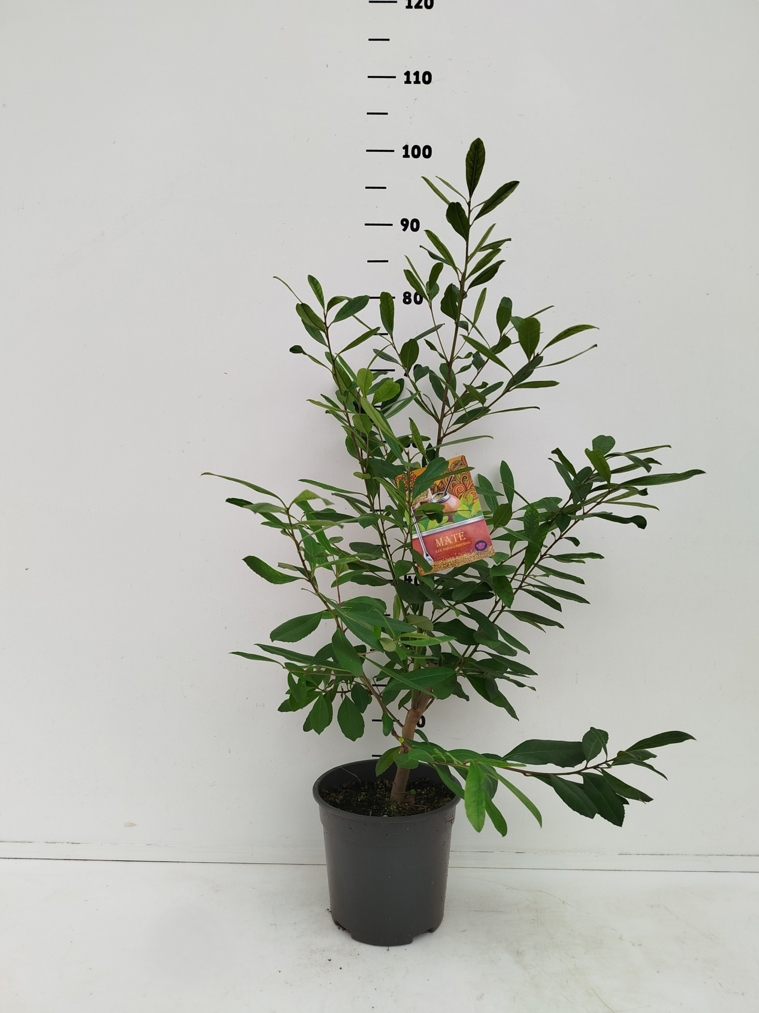 Ilex paraguariensis, D 19