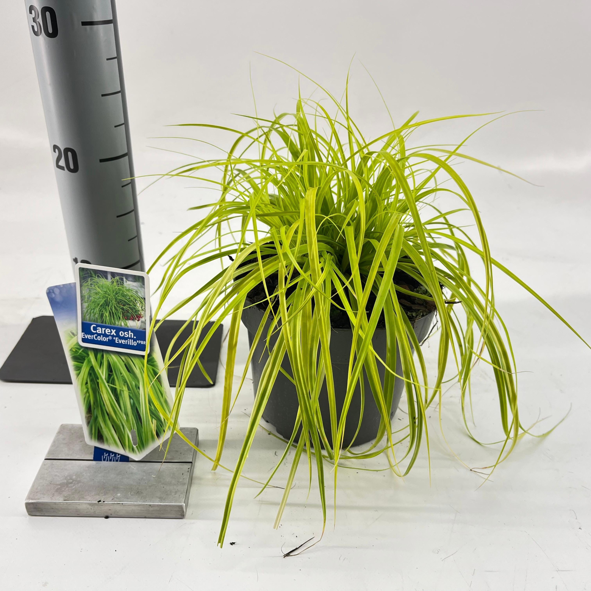 Carex oshimensis EverColor® 'Everillo' PBR, D 17