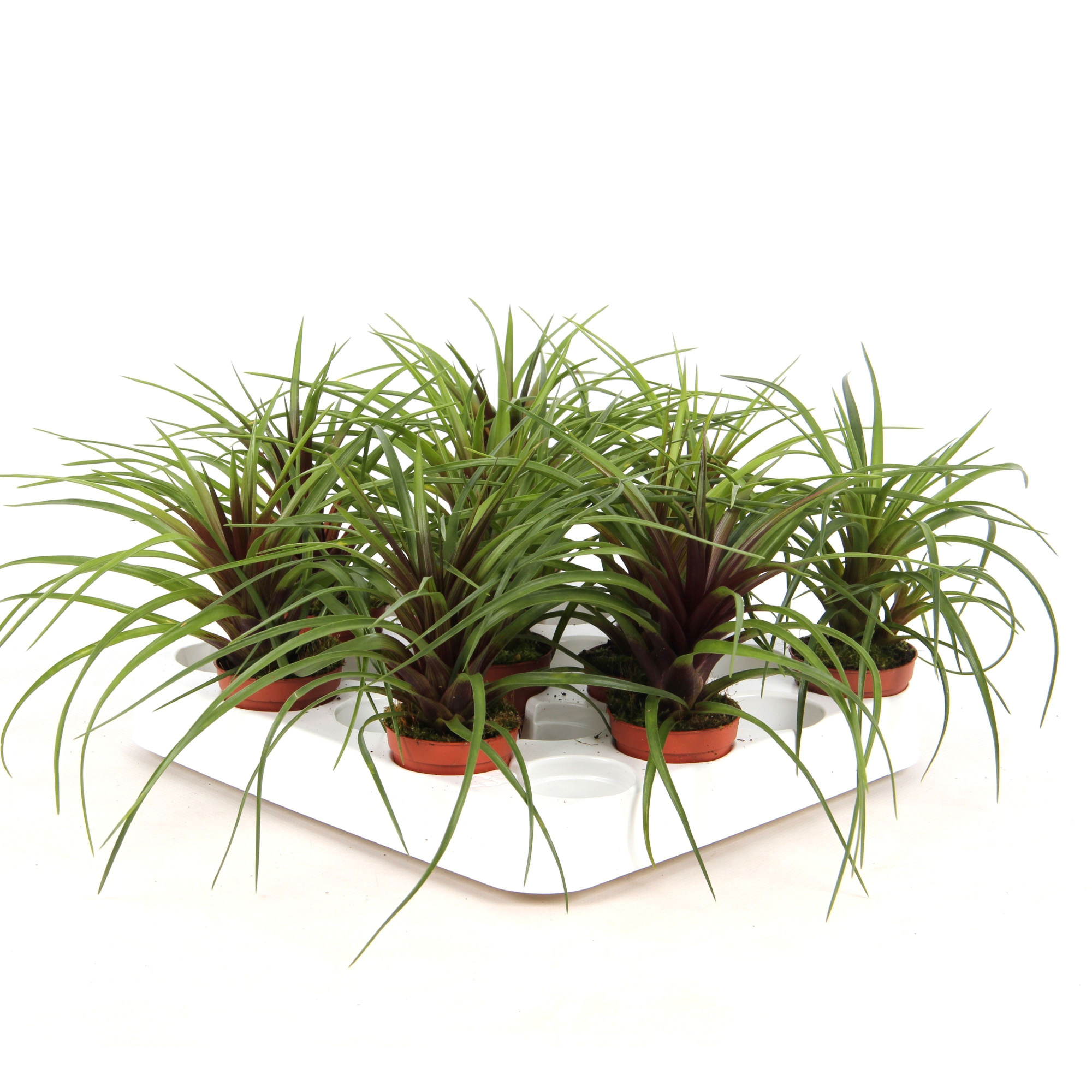 Forrest - Tropical Day, D 5,5