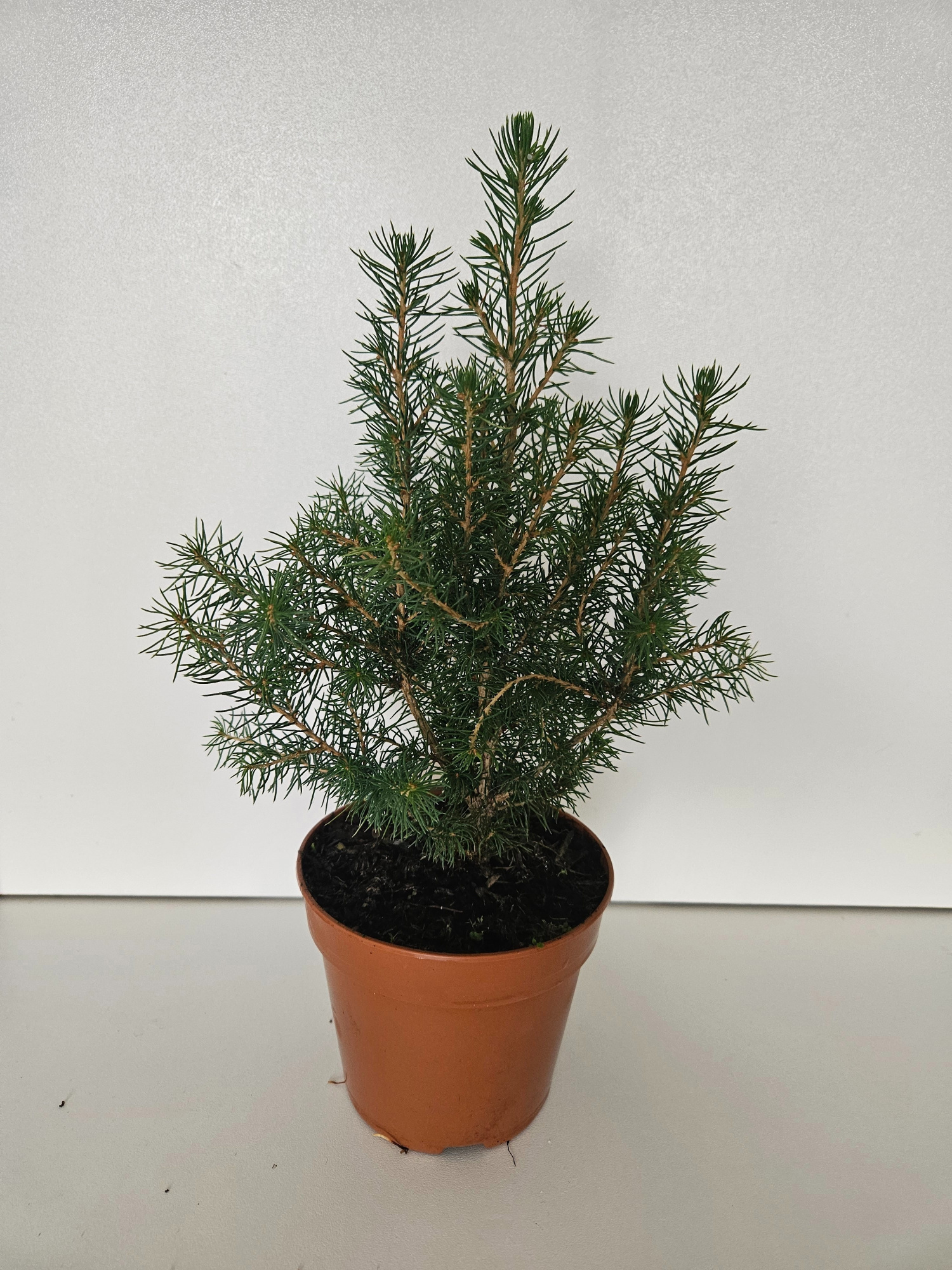 850 : Pot 12 cm PICEA CONICA dezember, D 12