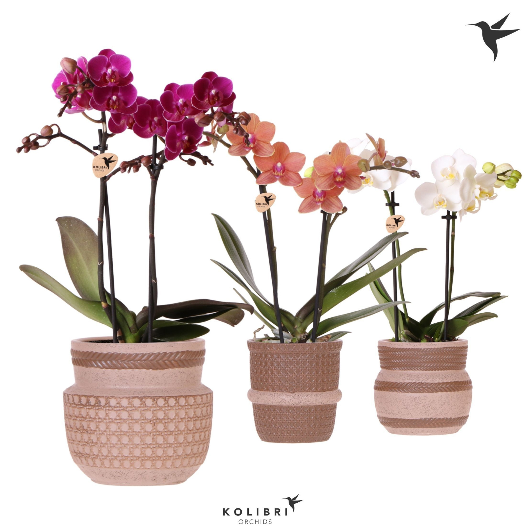 Kolibri Orchids Phalaenopsis mix 2 spike in Ethnic pot sand mix, D 9